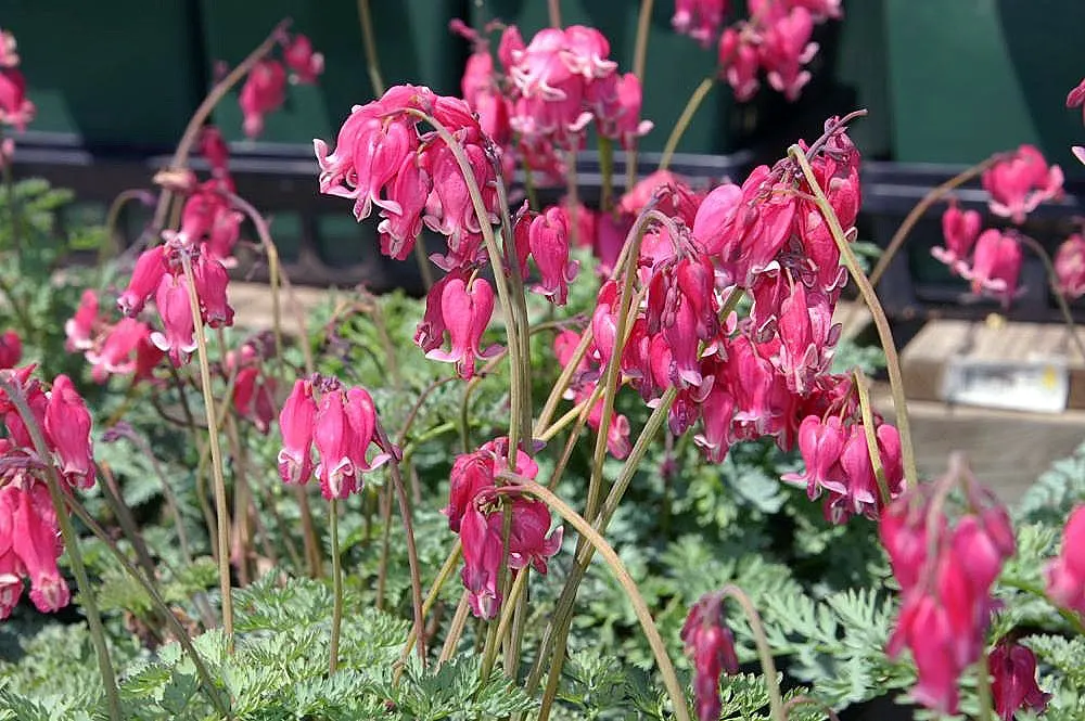 King Of Bleeding Hearts (Dicentra 'King Of Hearts') — is a captivating perennial prized for its prolific and exceptionally vibrant heart-shaped flowers