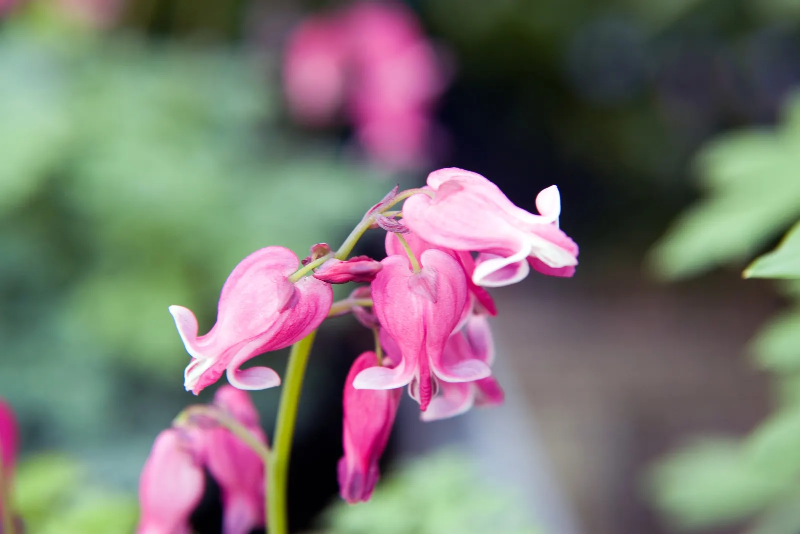 King Of Bleeding Hearts (Dicentra 'King Of Hearts') — adding romantic elegance and attracting pollinators