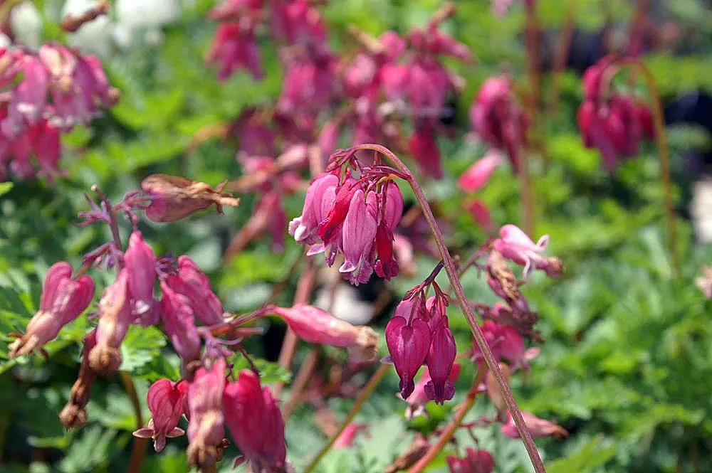 King Of Bleeding Hearts (Dicentra 'King Of Hearts') — rose-pink flowers gracefully suspended above bluish-green