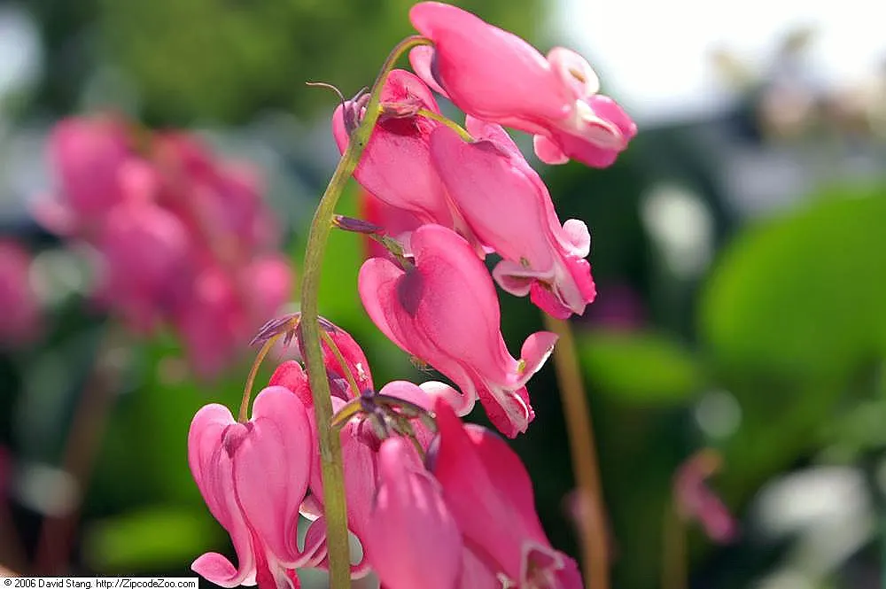 King Of Bleeding Hearts (Dicentra 'King Of Hearts') — This shade lover flourishes in moist, well-drained soil with light morning sun