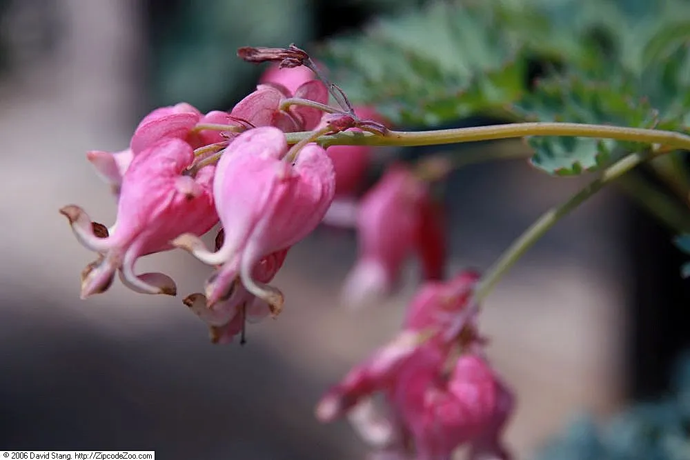 King Of Bleeding Hearts (Dicentra 'King Of Hearts') — Thriving in USDA zones 5-9, it reaches 8-10 inches in height and spreads 12-15 inches wide