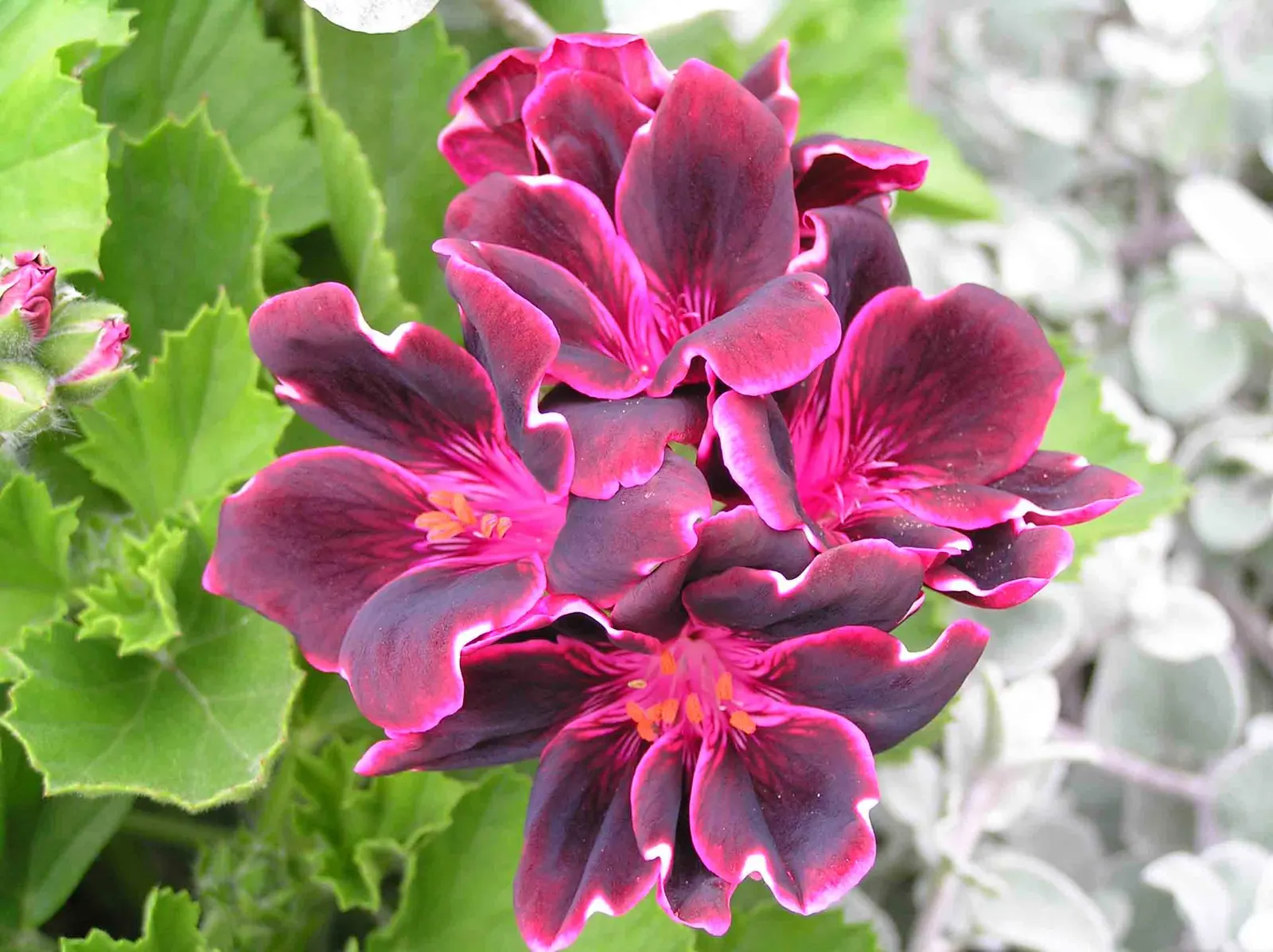 Regal Pelargonium 'Lord Bute' — an exquisite Regal Pelargonium