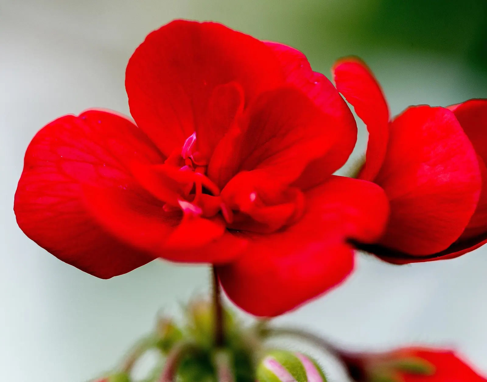 Regal Pelargonium 'Lord Bute' — Thriving in zones 10-11, it reaches up to 24 inches in height and spreads 18 inches