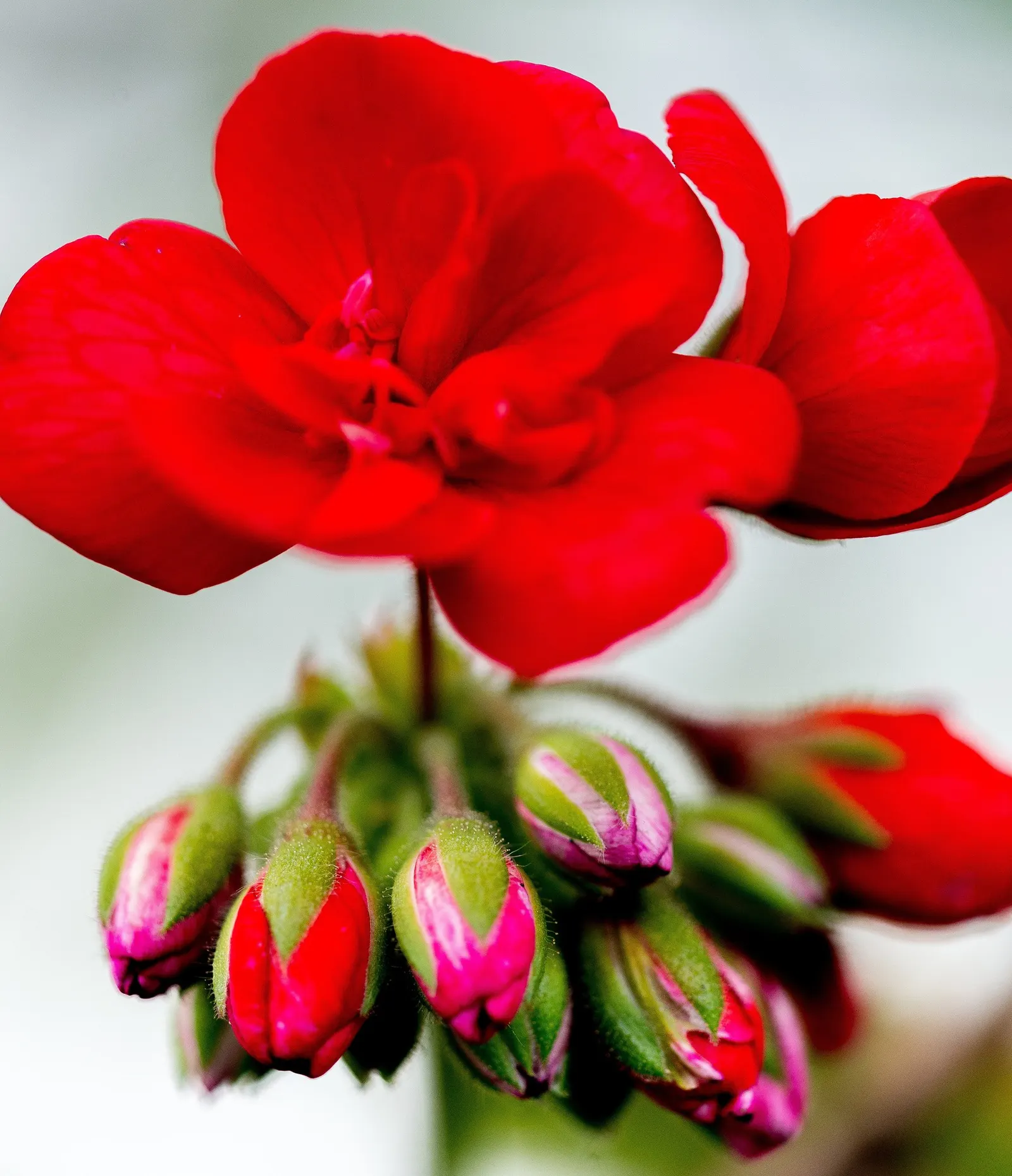 Regal Pelargonium 'Lord Bute' — Ideal for containers or borders