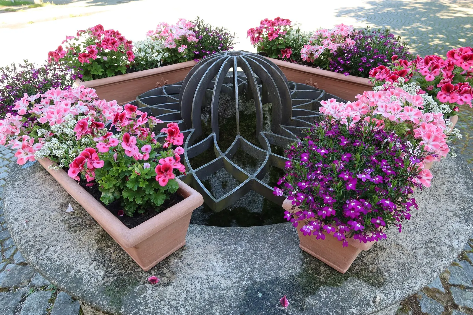 Regal Pelargonium 'Lord Bute' — commonly known as the Regal Pelargonium