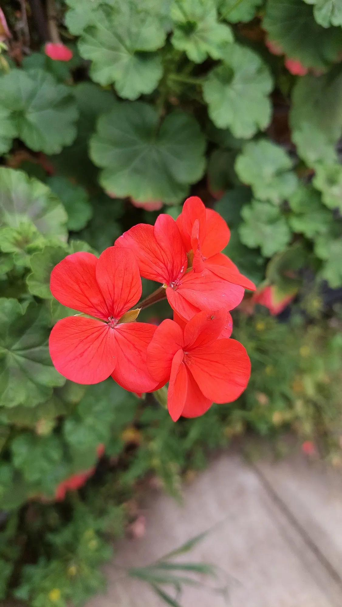 Regal Pelargonium 'Lord Bute' — During peak growing seasons