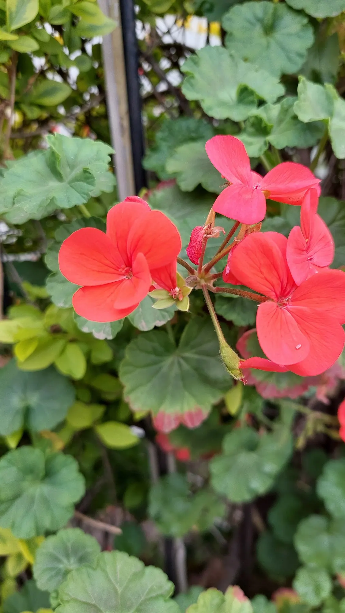 Regal Pelargonium 'Lord Bute' — frequent watering is essential