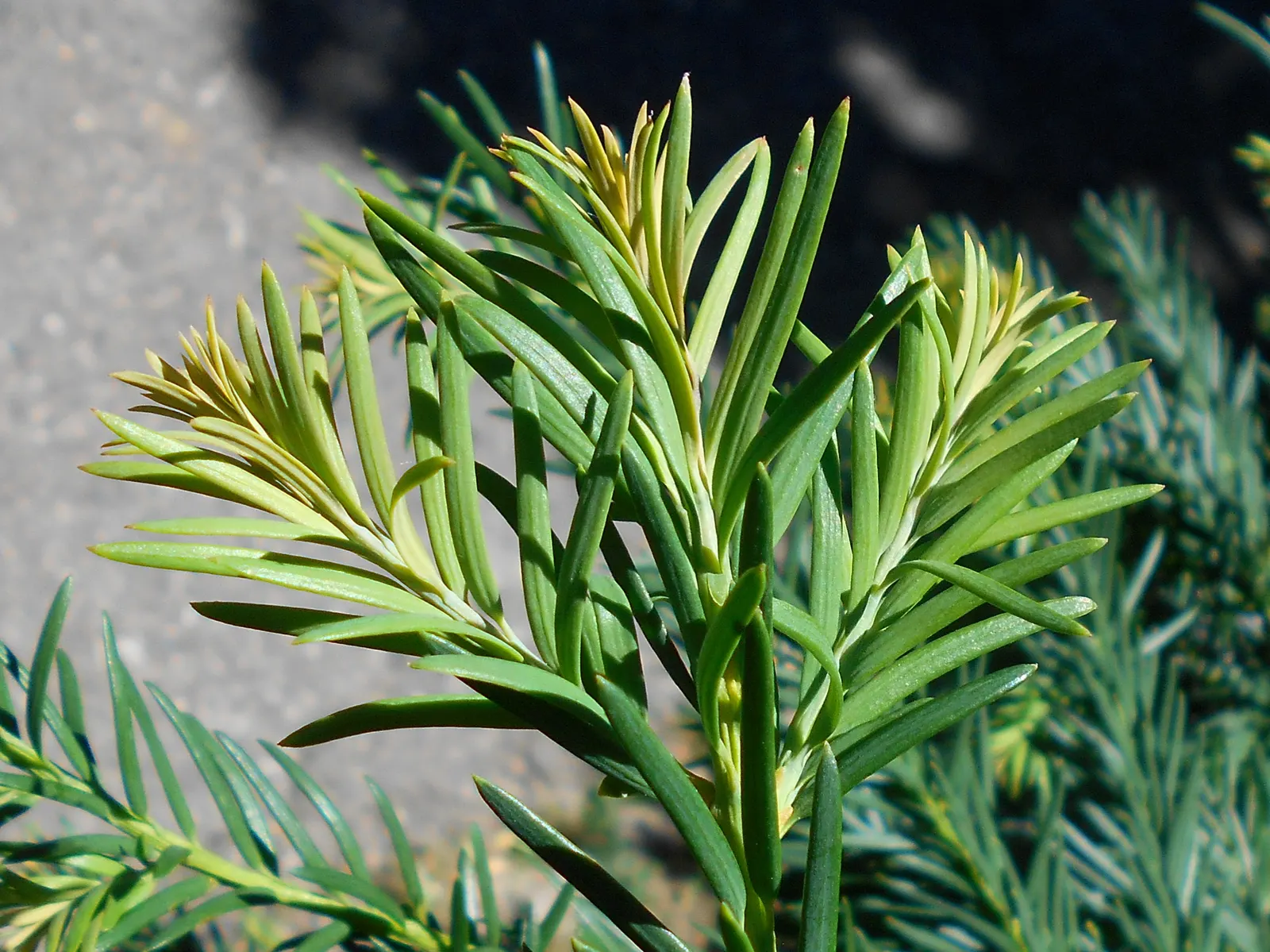 Spreading English Yew (Taxus Baccata 'Repandens') — making it an ideal selection for your distinguished landscape