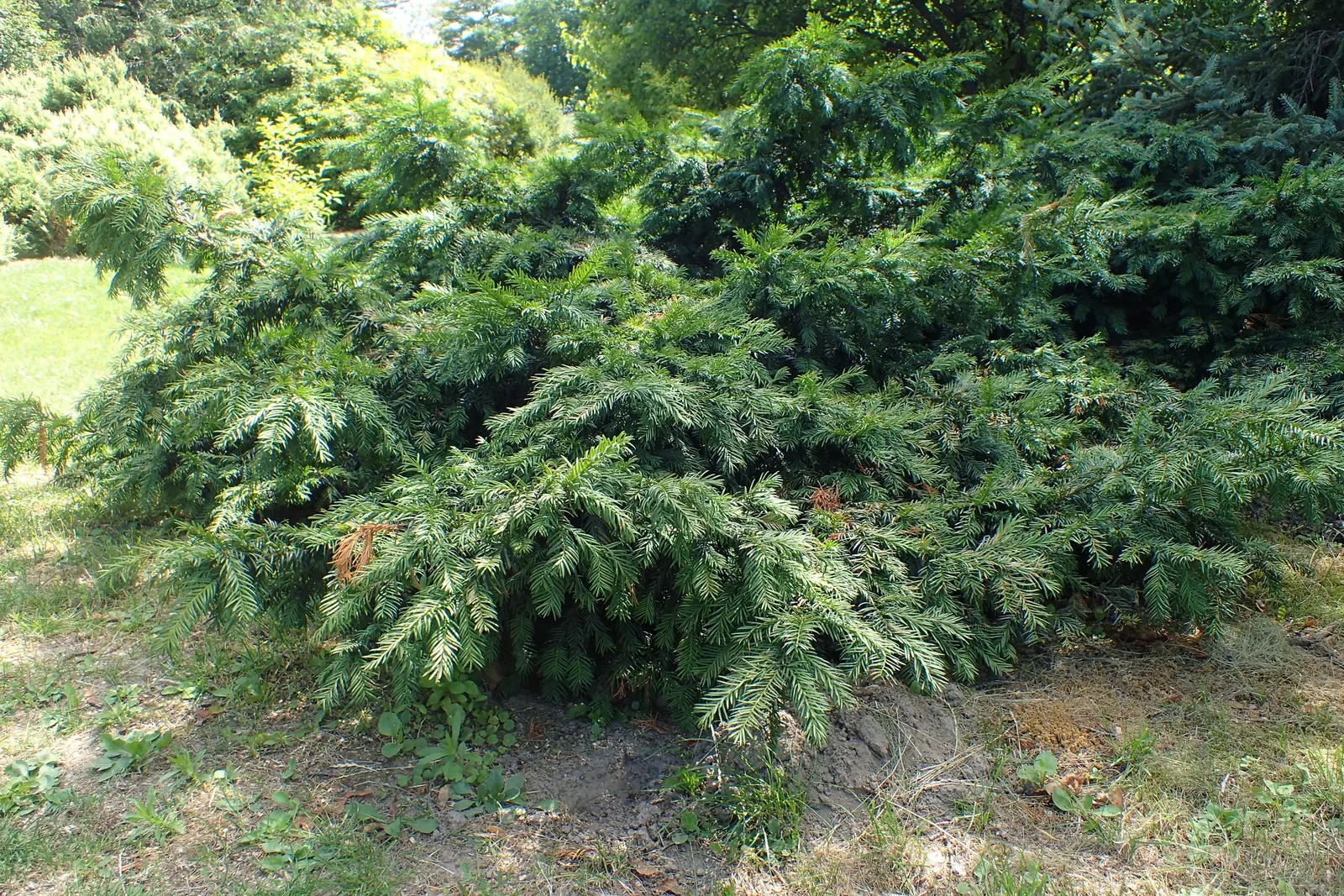 Spreading English Yew (Taxus Baccata 'Repandens') — and its robust nature ensures long-lasting enjoyment with minimal maintenance