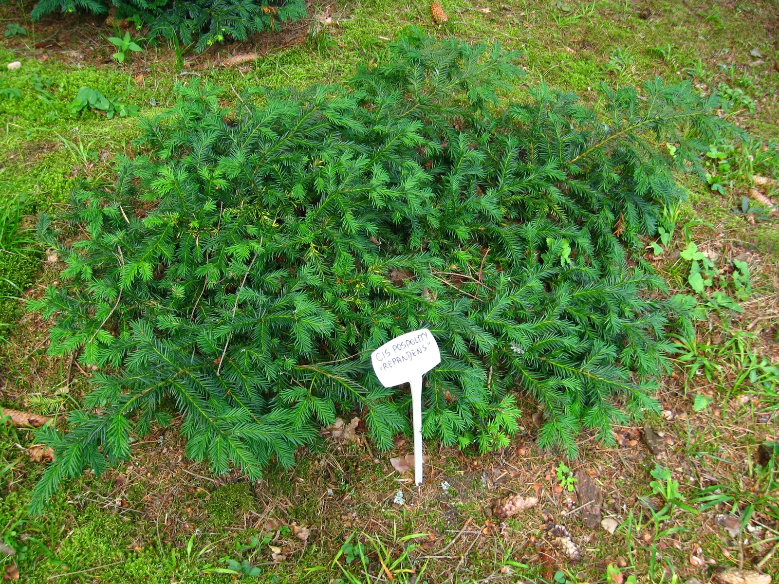Spreading English Yew (Taxus Baccata 'Repandens') — its dense nature provides year-round interest and is excellent for sculpting or as a foundational planting