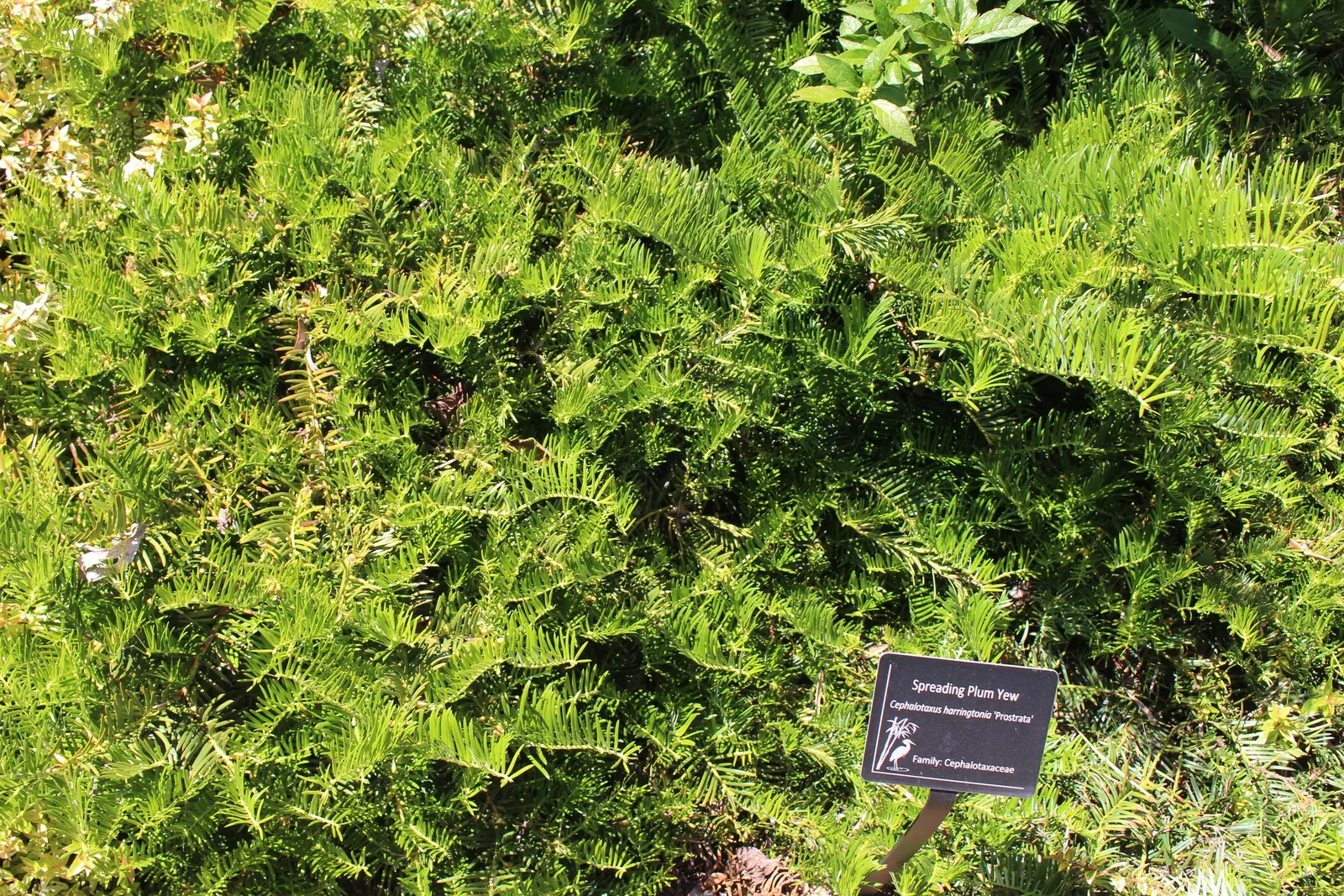 Spreading English Yew (Taxus Baccata 'Repandens') — It performs best in full sun to partial shade and requires minimal pruning to maintain its neat appearance