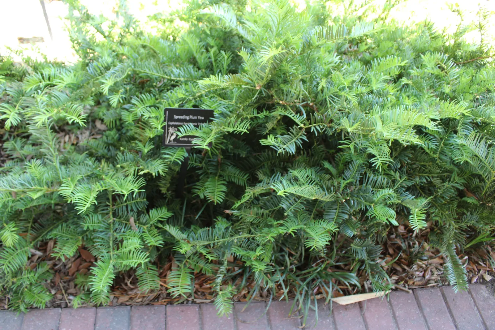 Spreading English Yew (Taxus Baccata 'Repandens') — although it is adaptable to a range of soil types