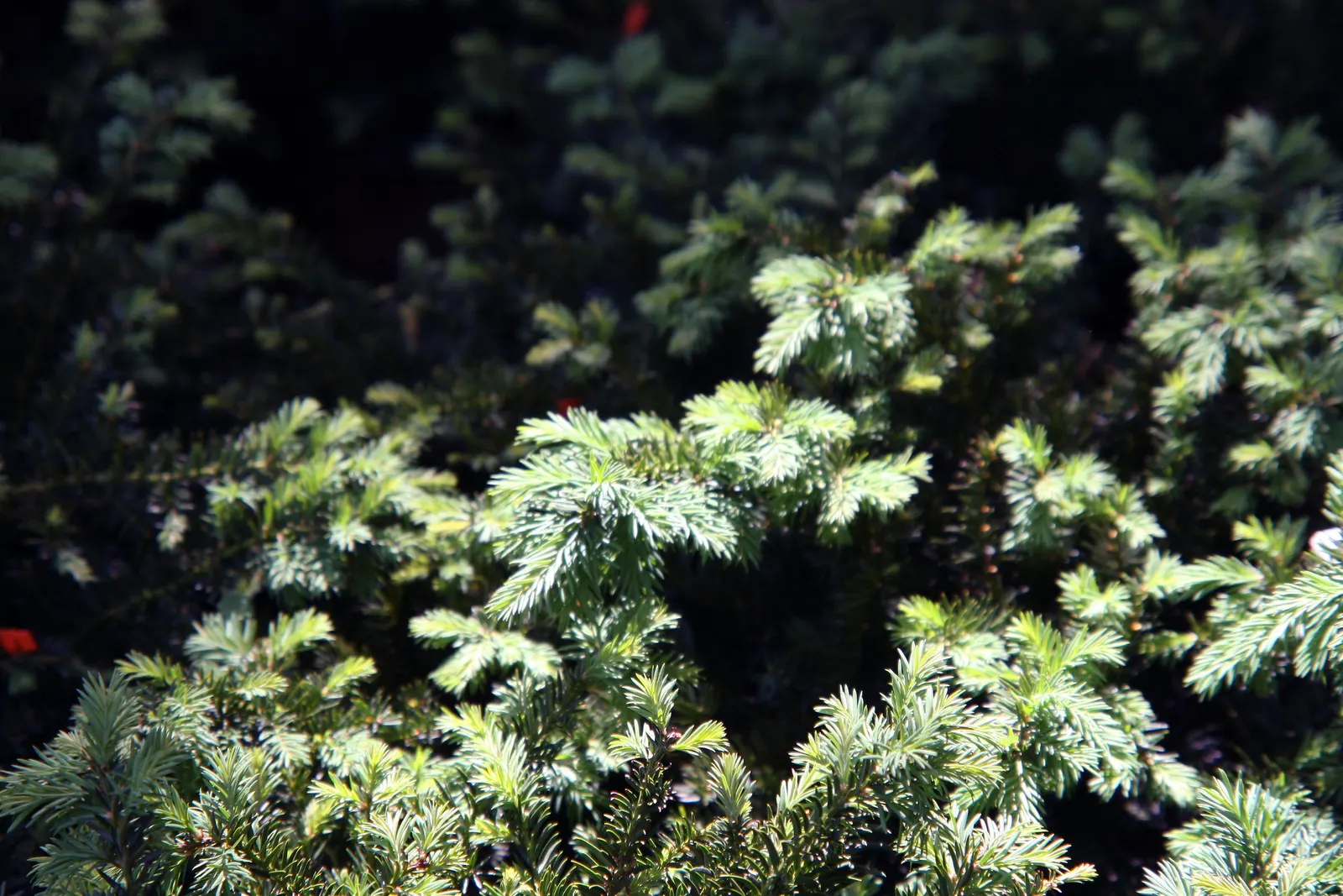 Spreading English Yew (Taxus Baccata 'Repandens') — that all parts of the yew