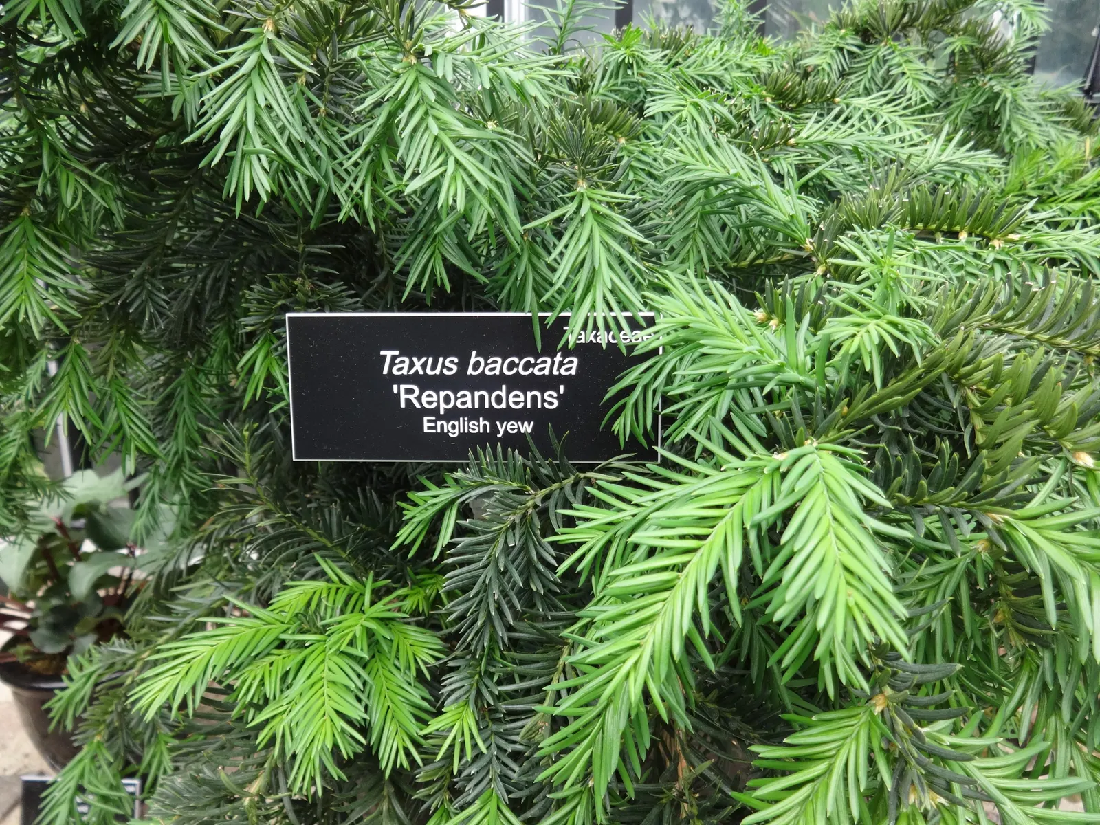 Spreading English Yew (Taxus Baccata 'Repandens') — low-growing and sprawling habit