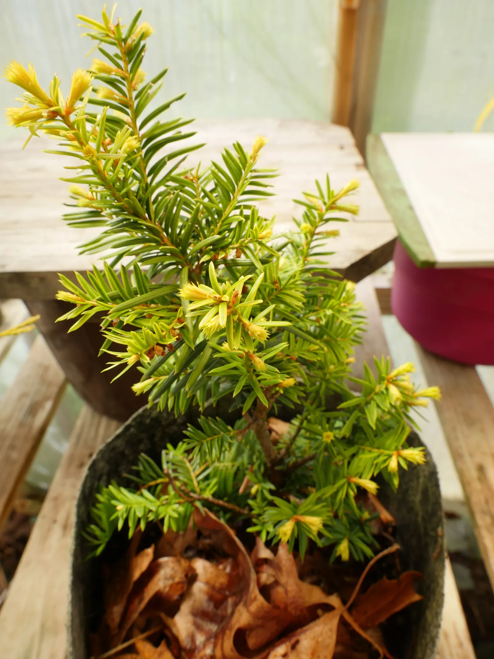 Spreading English Yew (Taxus Baccata 'Repandens') — providing a striking contrast and seasonal interest