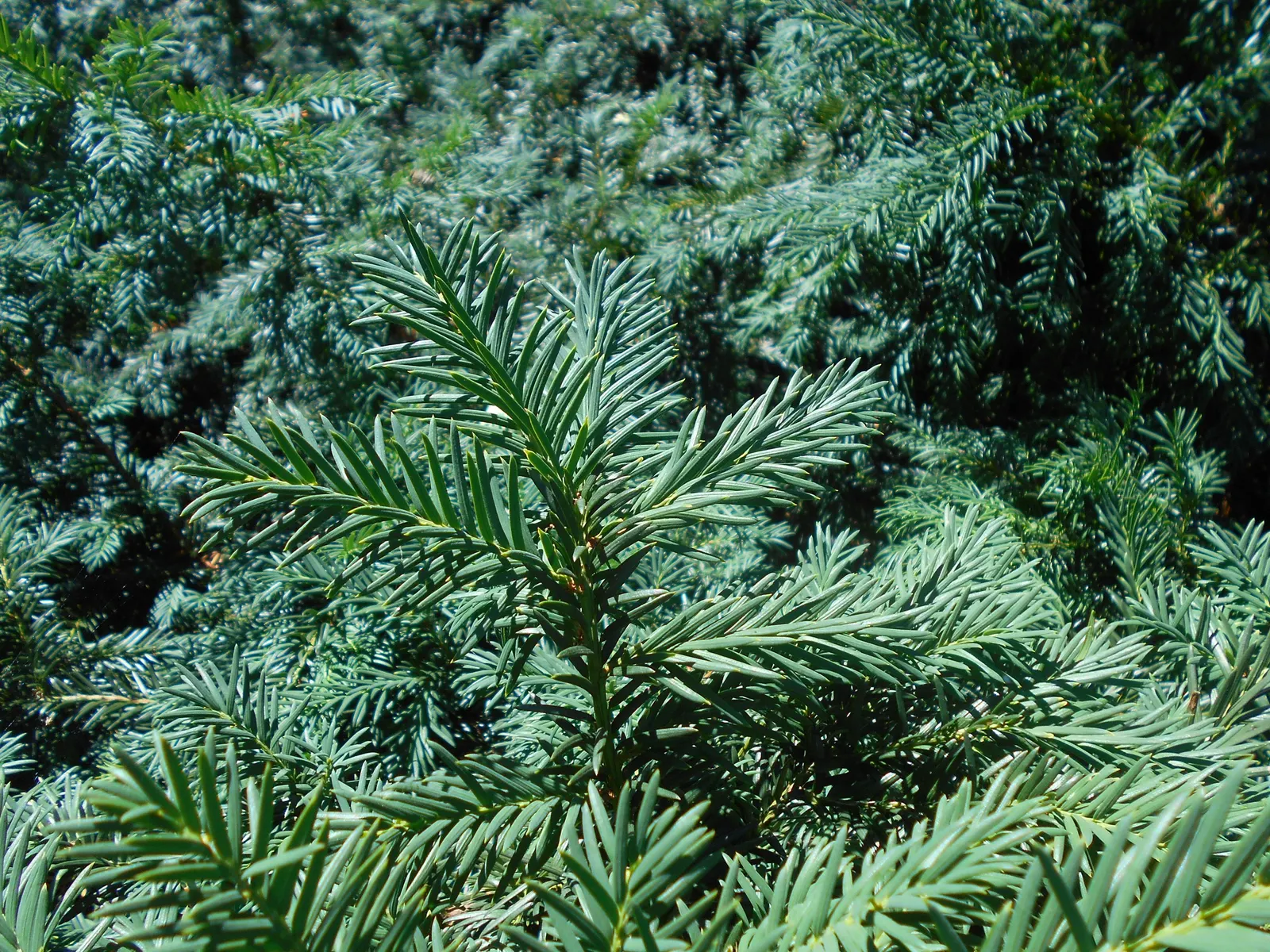 Spreading English Yew (Taxus Baccata 'Repandens') — shrub / tree for full or half or shade
