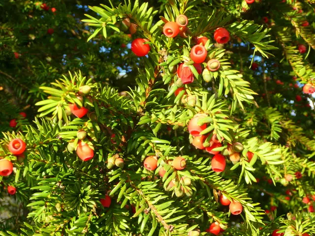 Spreading English Yew (Taxus Baccata 'Repandens') — This hardy yew variety thrives in USDA zones 6-8, prefers partial to full shade, and well-drained soils