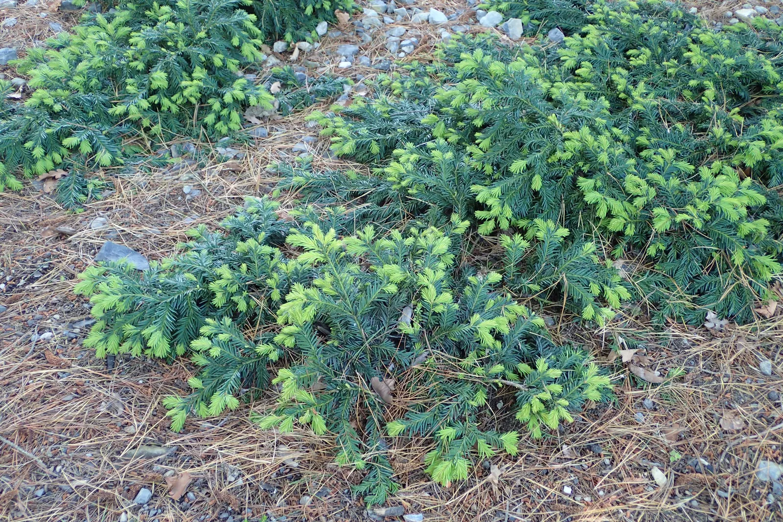 Spreading English Yew (Taxus Baccata 'Repandens') — but it benefits from regular watering during prolonged dry spells