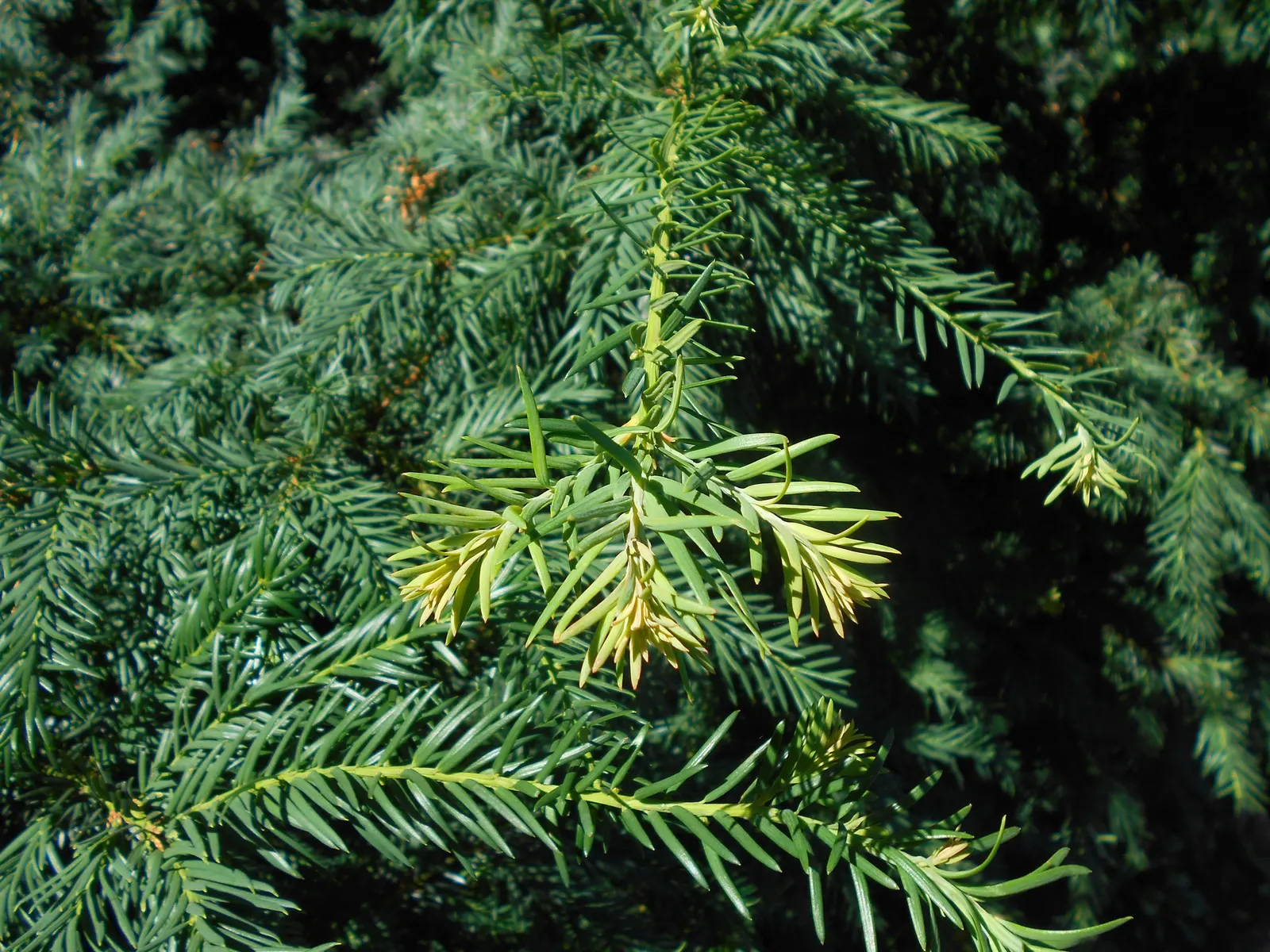 Spreading English Yew (Taxus Baccata 'Repandens') — the Taxus baccata 'Repandens' is relatively drought tolerant