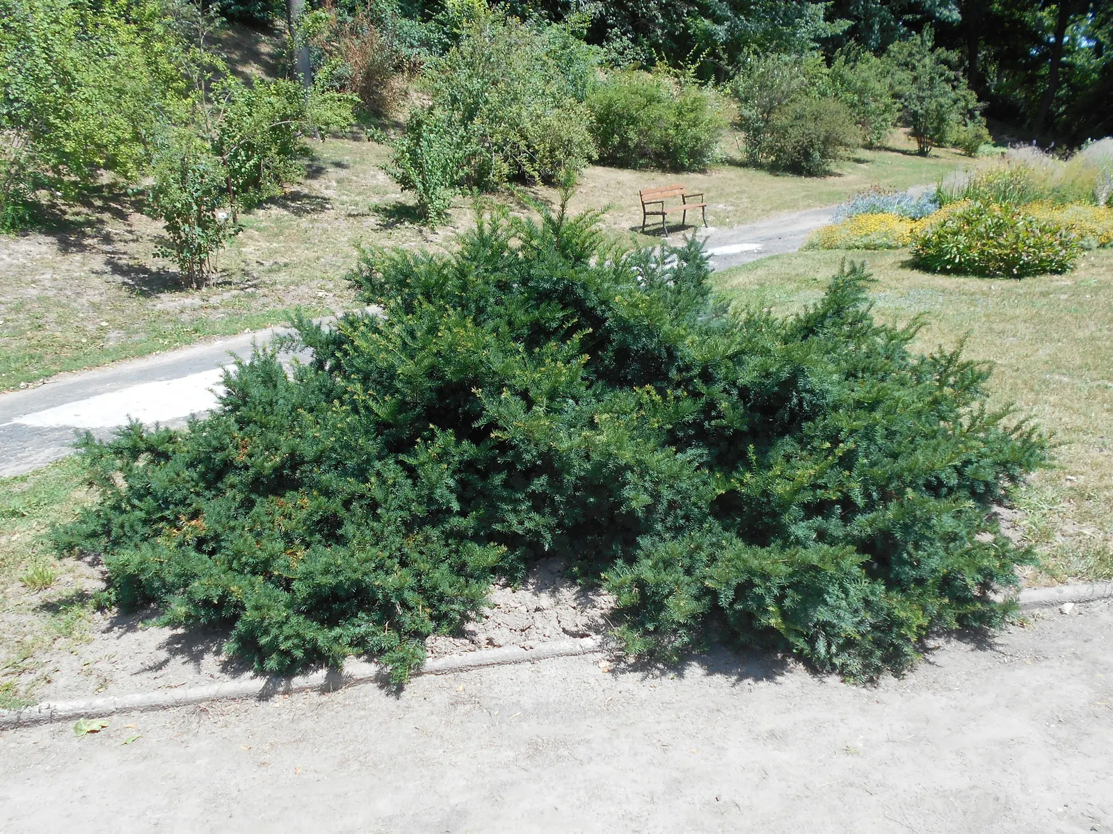 Spreading English Yew (Taxus Baccata 'Repandens') — The Spreading English Yew (Taxus baccata 'Repandens') is an evergreen ground cover with dark green