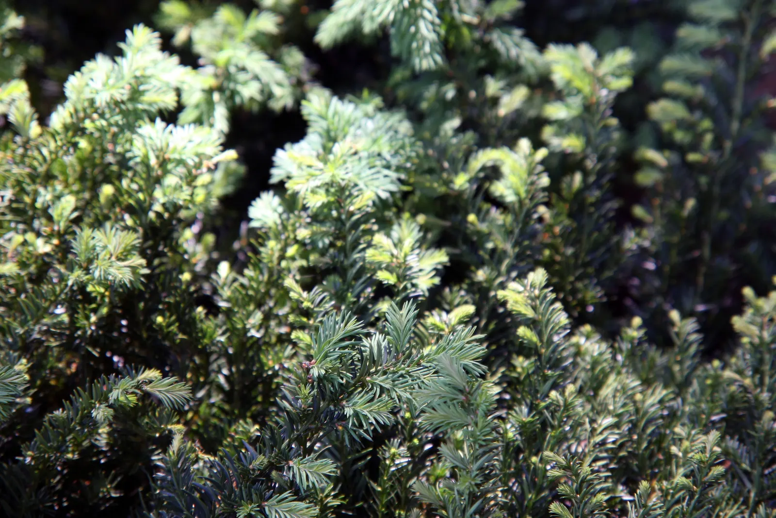 Spreading English Yew (Taxus Baccata 'Repandens') — is an evergreen conifer renowned for its graceful