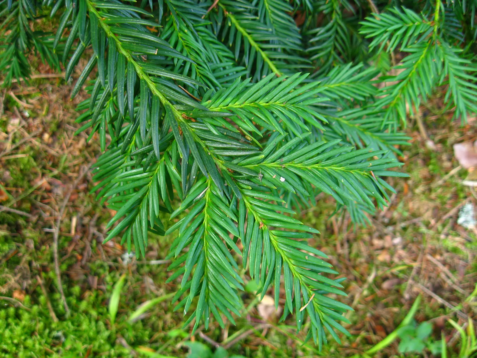 Spreading English Yew (Taxus Baccata 'Repandens') — Slow-growing, it reaches 2-4 feet in height with a 12-15 feet spread