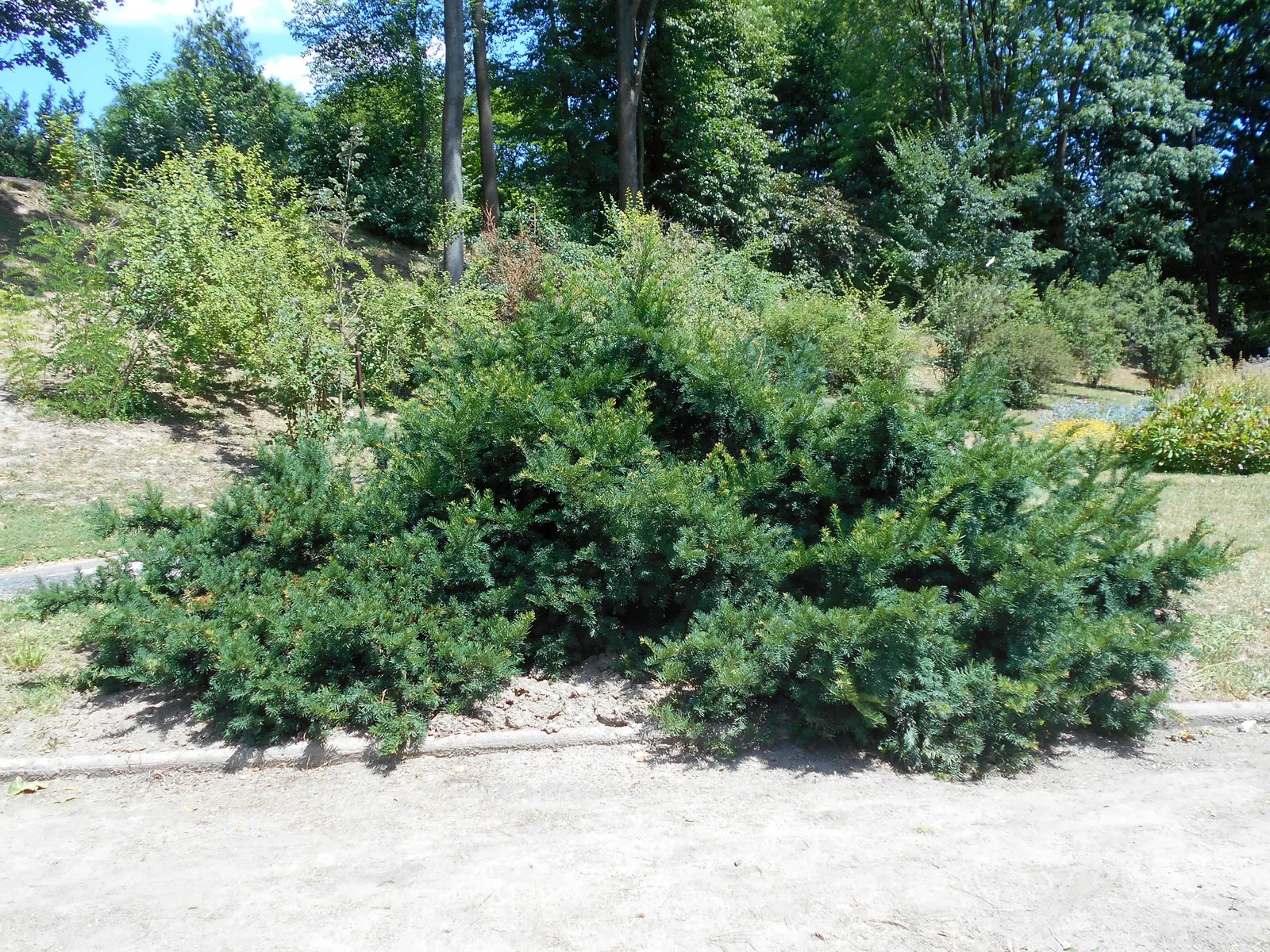 Spreading English Yew (Taxus Baccata 'Repandens') — except the aril (the fleshy red part of the berry)