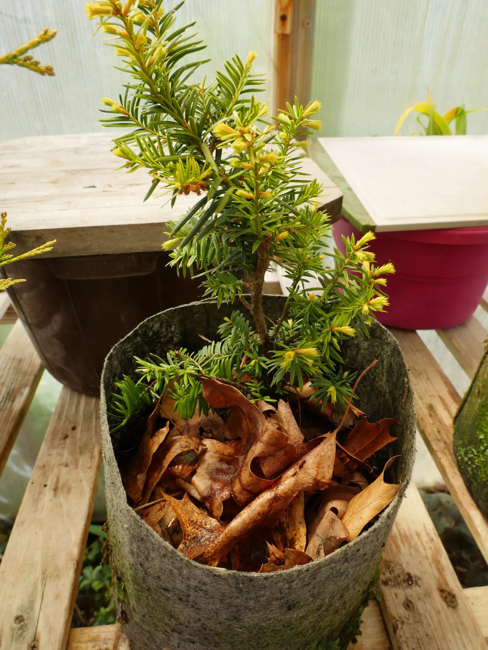 Spreading English Yew (Taxus Baccata 'Repandens') — commonly known as the Spreading English Yew