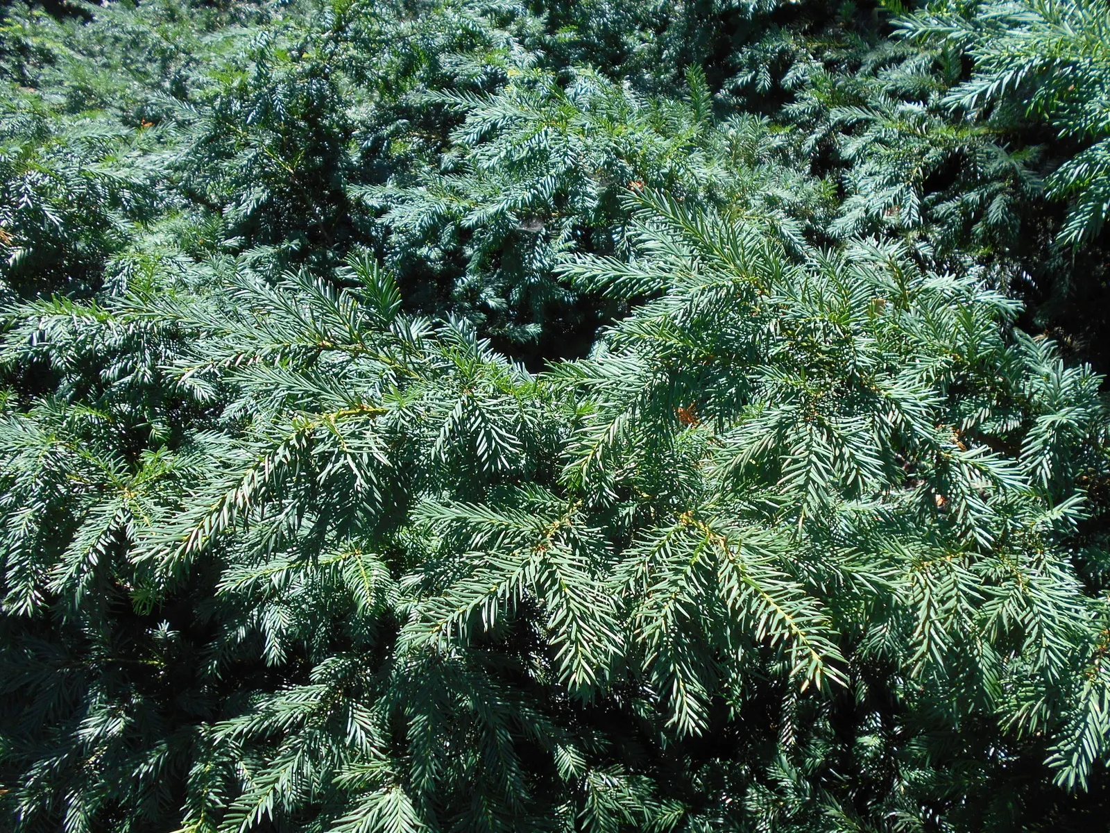 Spreading English Yew (Taxus Baccata 'Repandens') — accompanied by bright red aril fruits in the fall