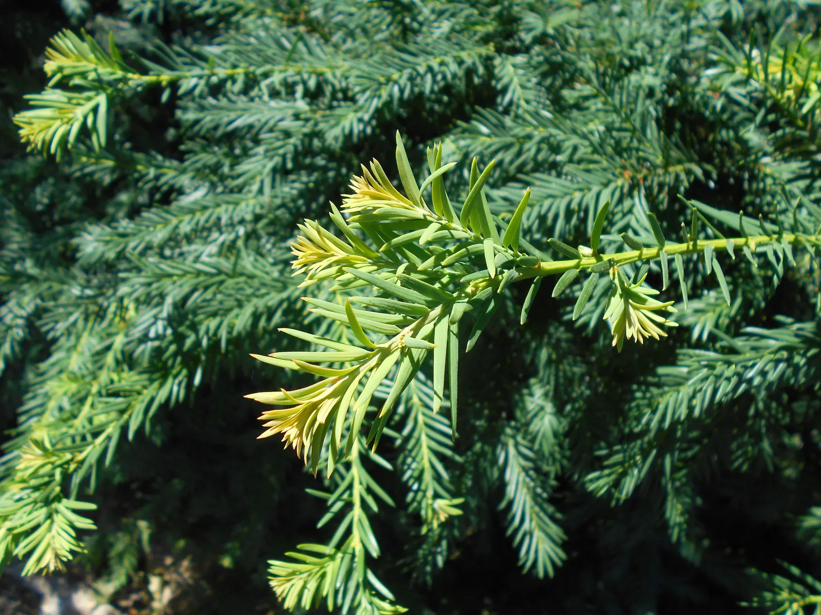Spreading English Yew (Taxus Baccata 'Repandens') — The Spreading English Yew (Taxus baccata 'Repandens') is an evergreen ground cover with dark green; its