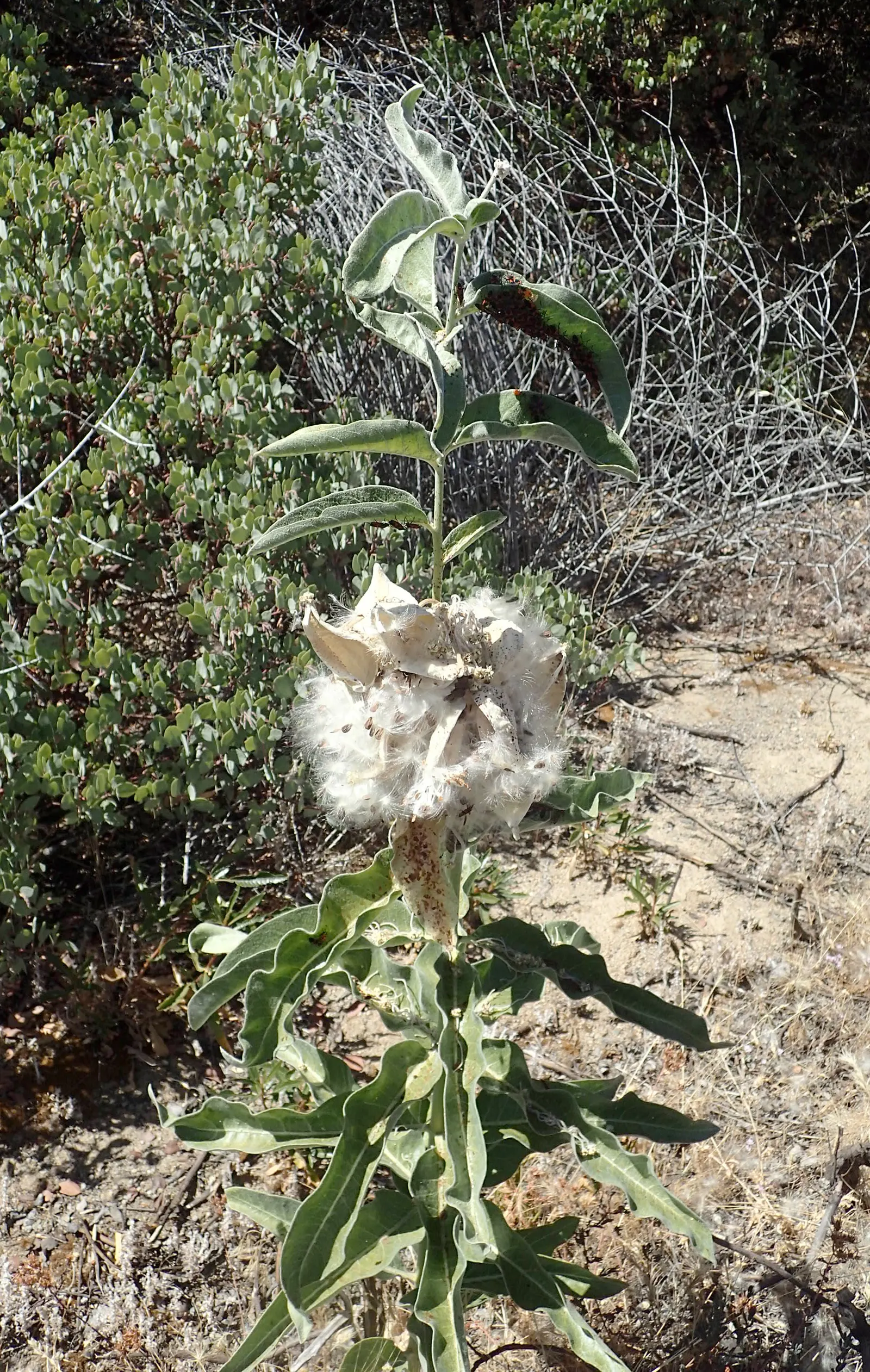 California Monarch Milkweed (Asclepias Eriocarpa) — with heights of 1.5-3 feet and a spread of up to 2.5 feet