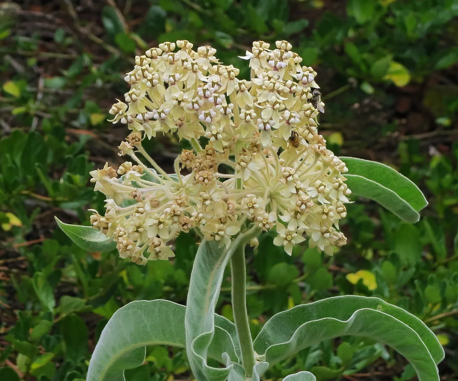 California Monarch Milkweed (Asclepias Eriocarpa) — These blossoms are not only visually appealing but are also rich in nectar