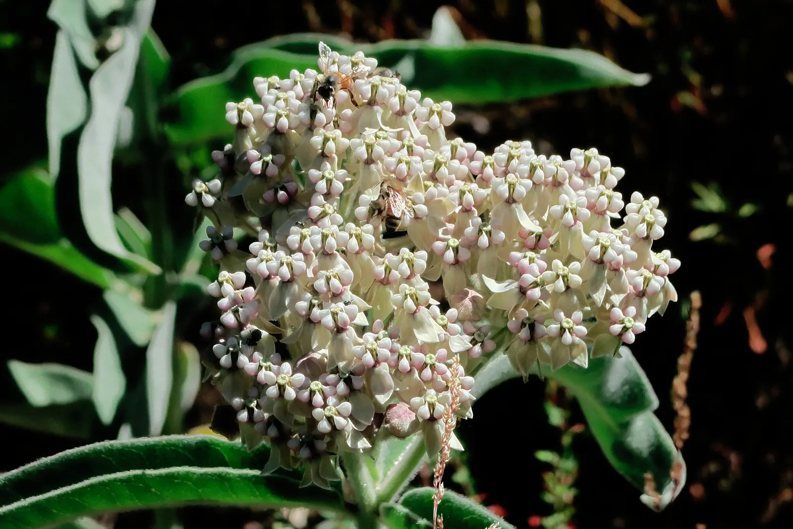 California Monarch Milkweed (Asclepias Eriocarpa) — The California Monarch Milkweed (Asclepias eriocarpa) flourishes in USDA zones 7-10