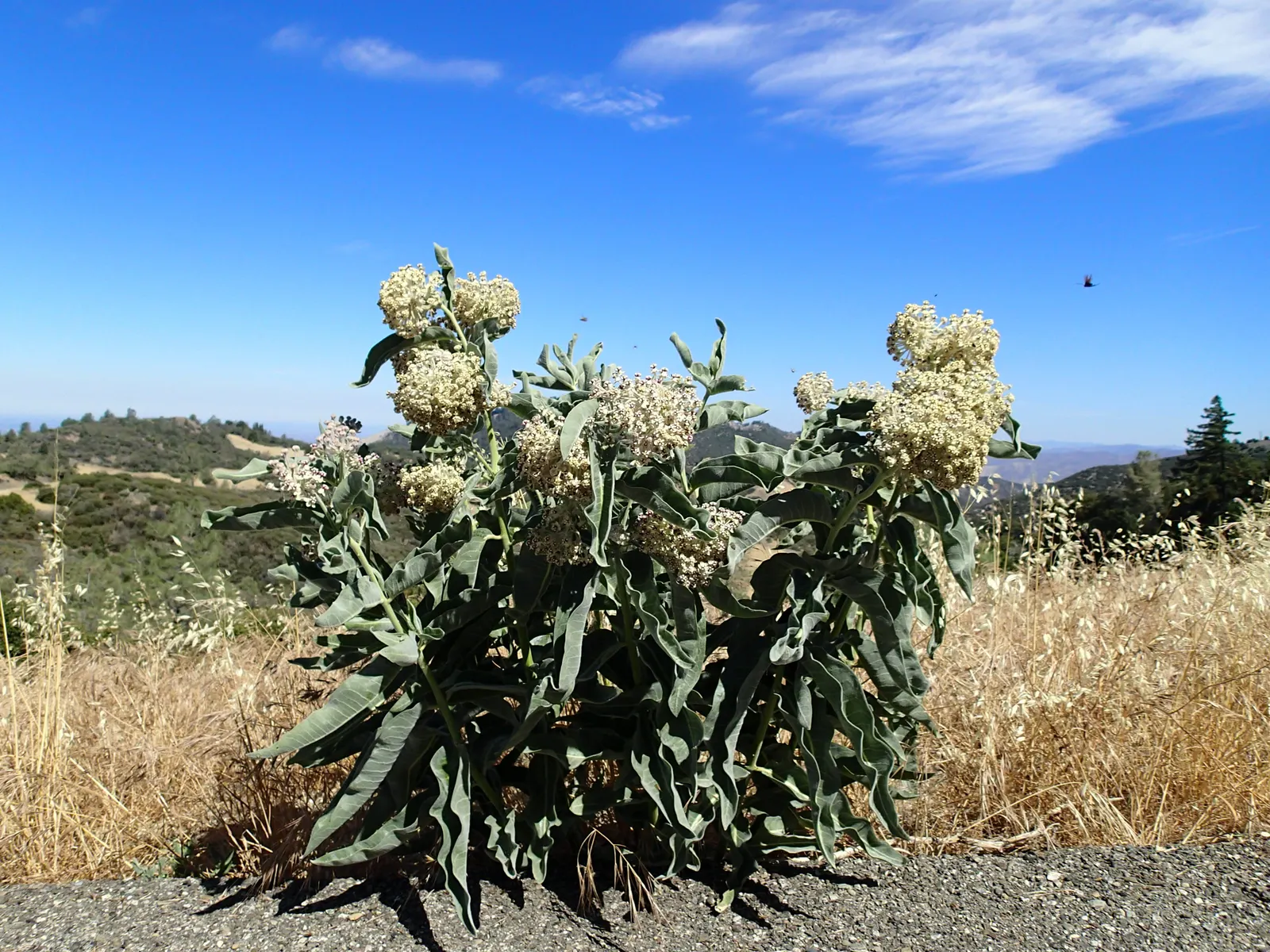 California Monarch Milkweed (Asclepias Eriocarpa) — native to the Golden State
