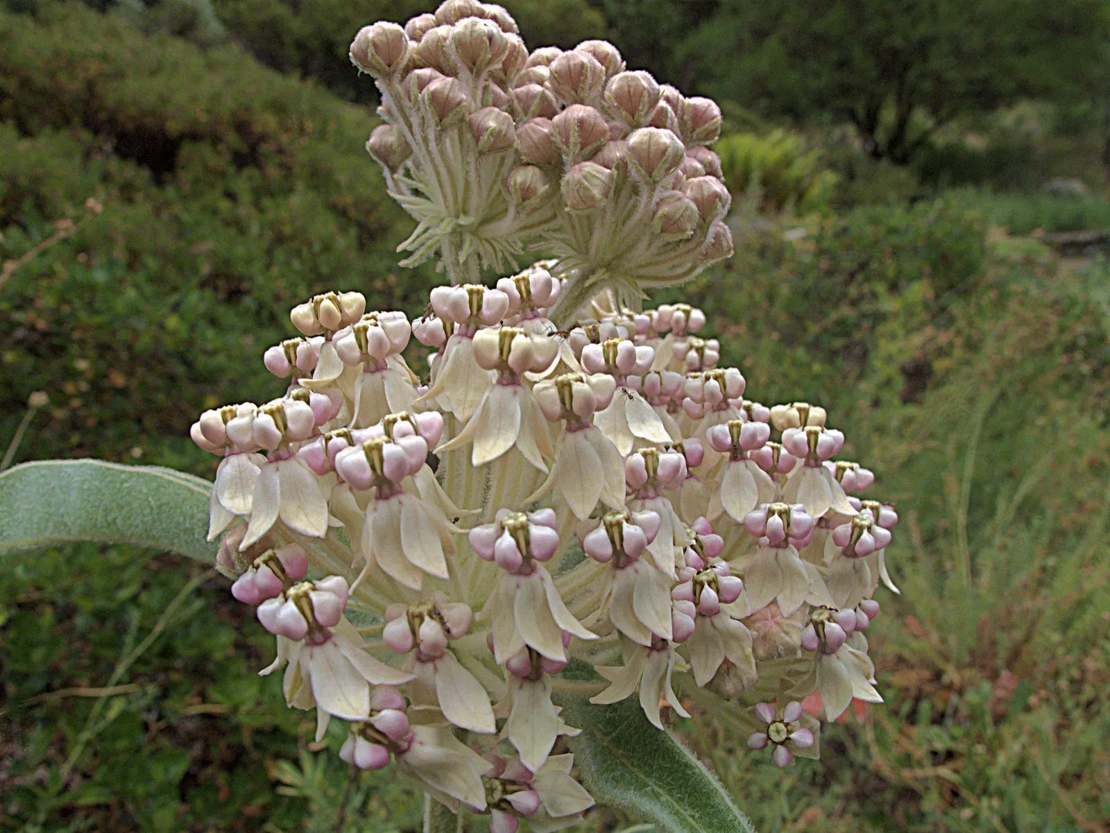 California Monarch Milkweed (Asclepias Eriocarpa) — extending up to 5 inches in diameter