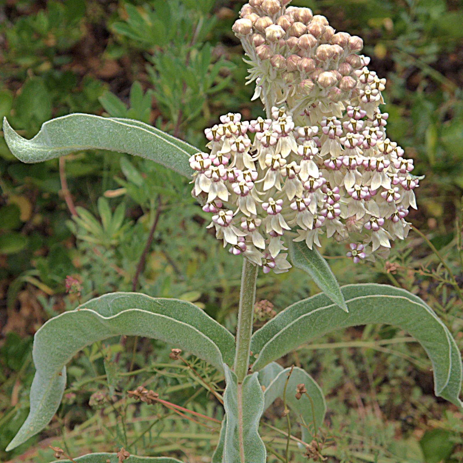 California Monarch Milkweed (Asclepias Eriocarpa) — it thrives in USDA zones 7 through 10