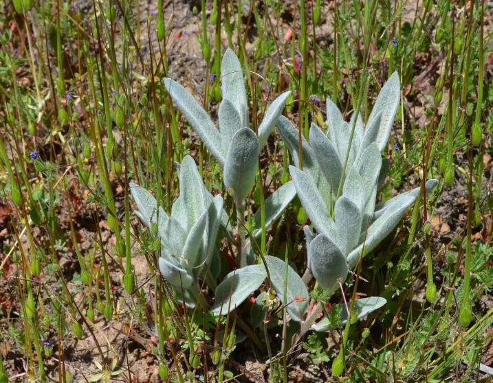 California Monarch Milkweed (Asclepias Eriocarpa) — Adequate drainage is essential as the plant prefers dry to medium moisture levels in well-draining soil