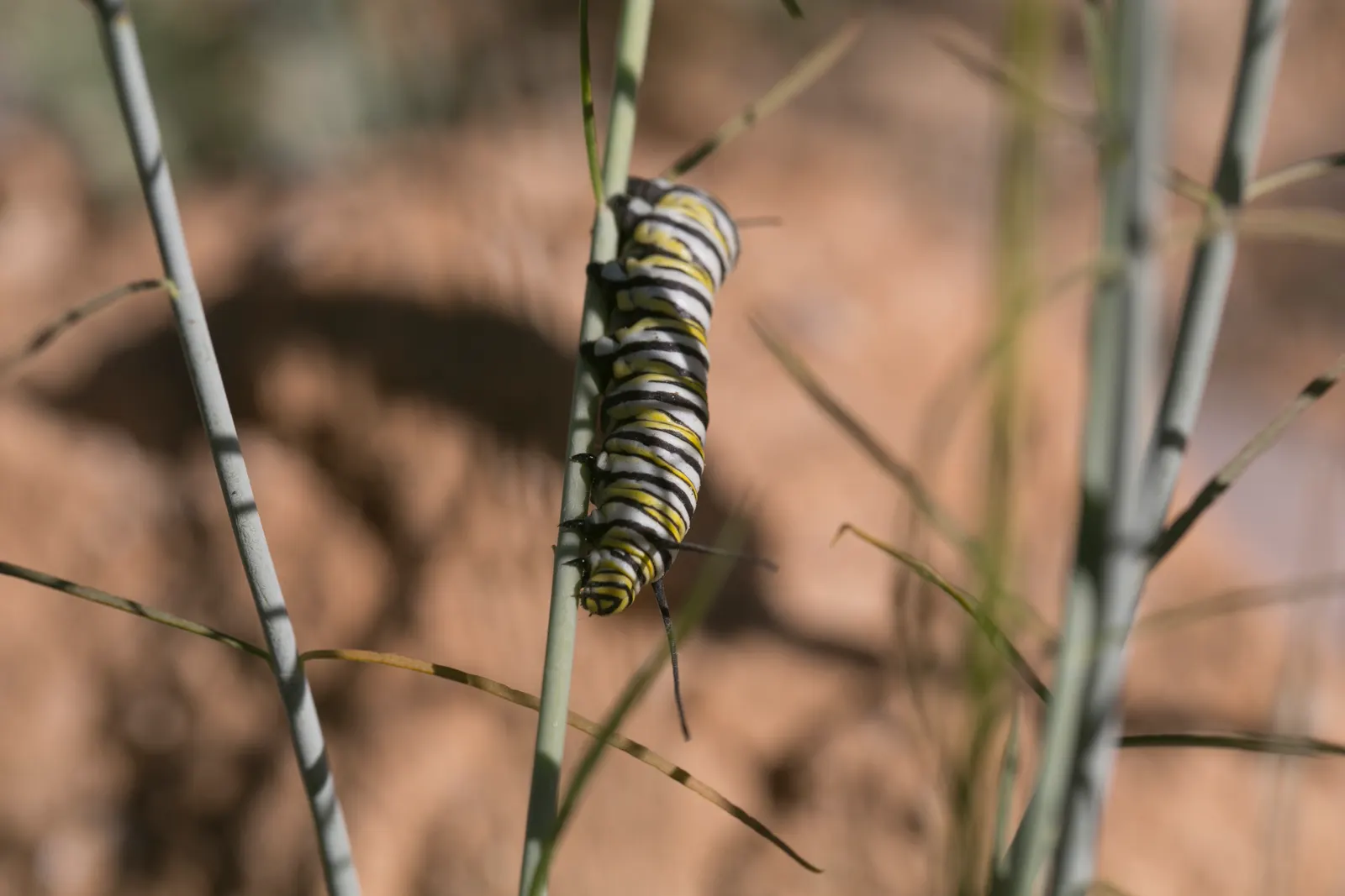 California Monarch Milkweed (Asclepias Eriocarpa) — Prefers full sun, well-drained soils, and is drought-tolerant once established