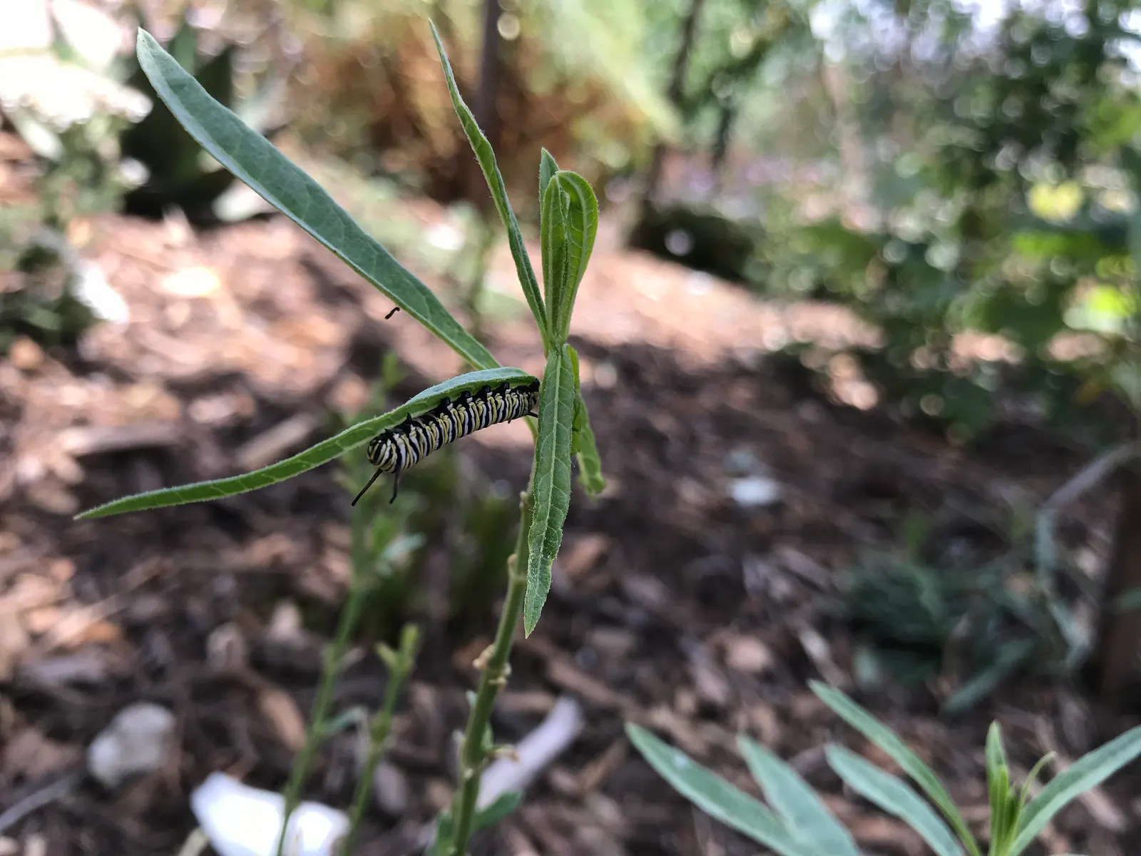 California Monarch Milkweed (Asclepias Eriocarpa) — it is crucial to position it in an area that receives full sun to partial shade