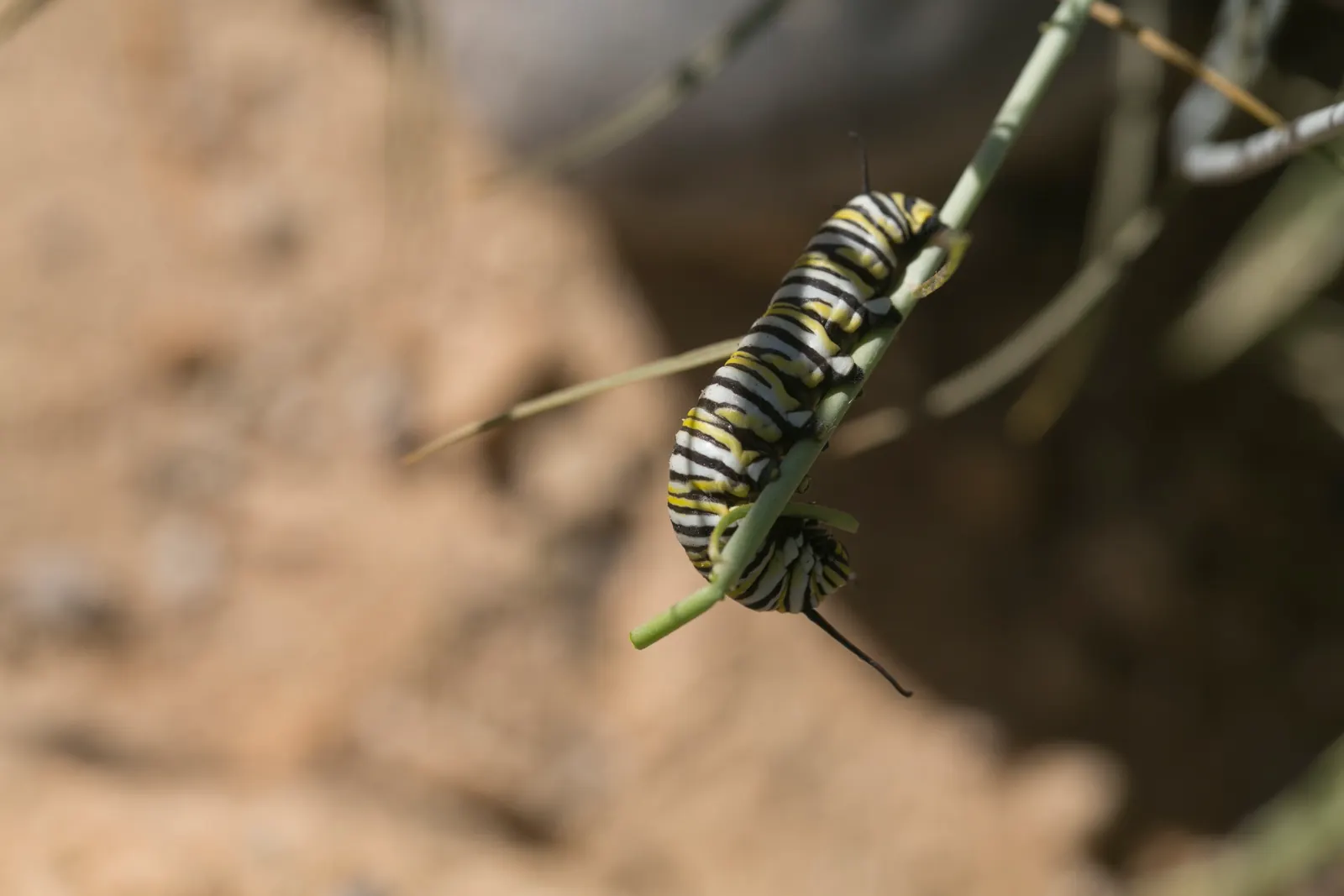 California Monarch Milkweed (Asclepias Eriocarpa) — scientifically known as Asclepias eriocarpa