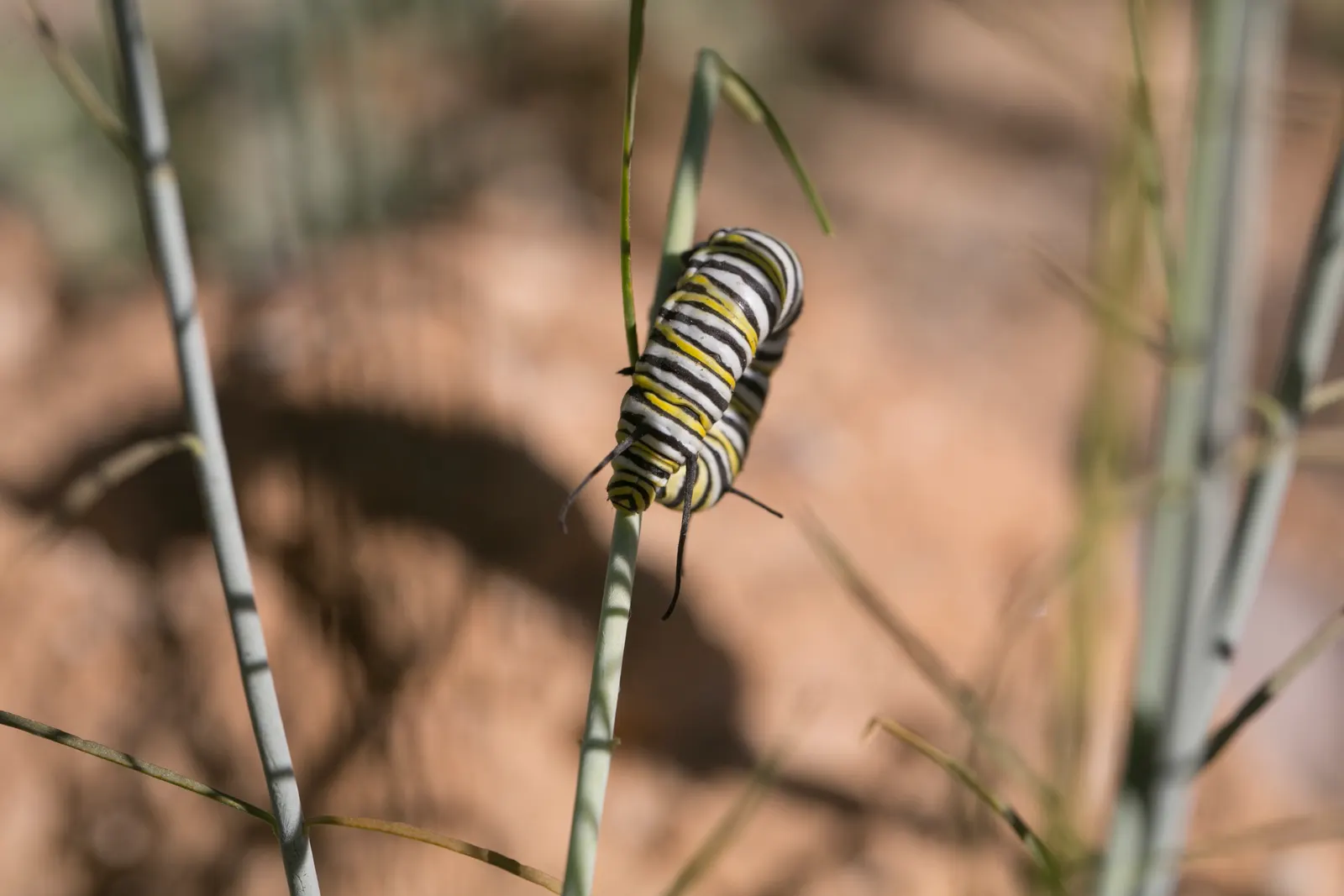California Monarch Milkweed (Asclepias Eriocarpa) — Plant in clusters for a wildlife-friendly garden addition and beautiful, naturalistic drifts