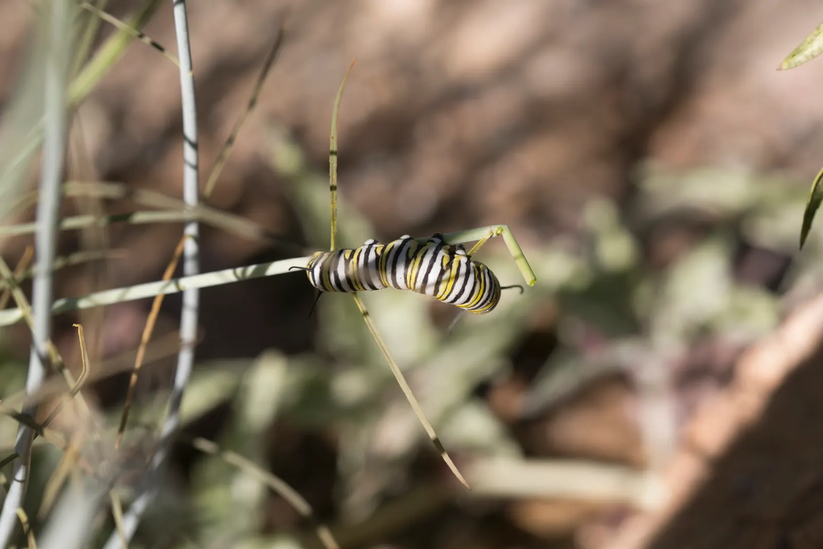 California Monarch Milkweed (Asclepias Eriocarpa) — is an indelible staple in any butterfly-friendly landscape design