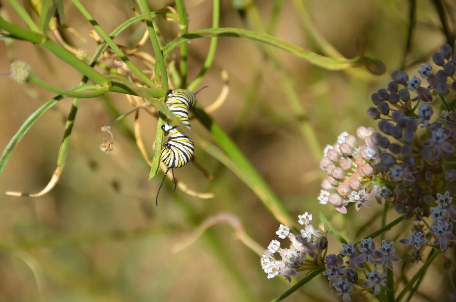 California Monarch Milkweed (Asclepias Eriocarpa) — particularly favored for its role as a host plant for the majestic Monarch butterfly