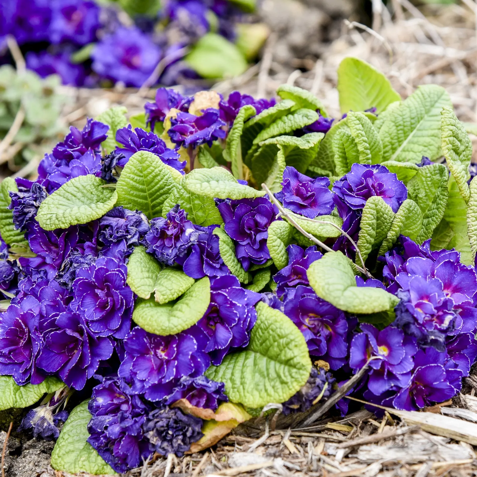 'Violetta' Primrose (Primula vulgaris) — Its rounded, bouquet-like habit reaches 5-8 inches tall and spreads 10-12 inches