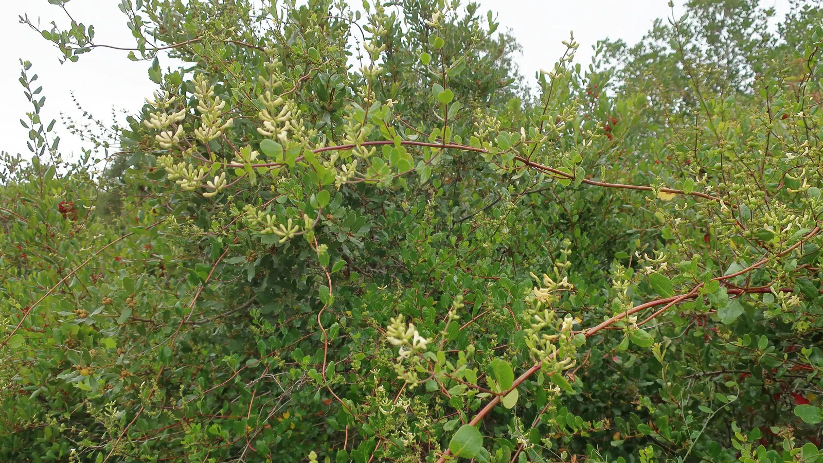 Chaparral Honeysuckle (Lonicera Subspicata) — Its tubular pinkish-white flowers bloom in spring, attracting hummingbirds and beneficial insects