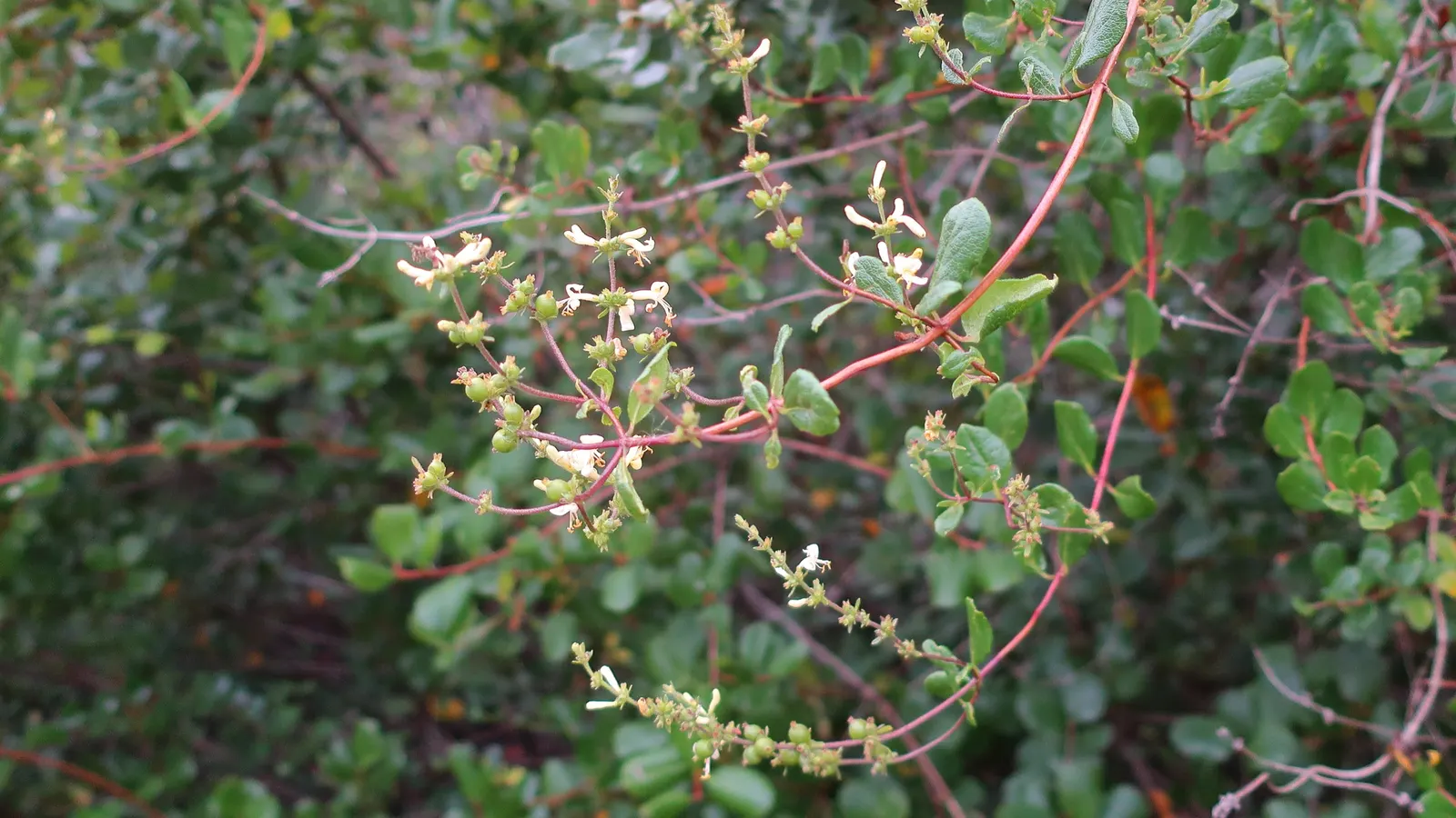 Chaparral Honeysuckle (Lonicera Subspicata) — Distinctive red berries follow in summer to fall, offering an additional ornamental quality