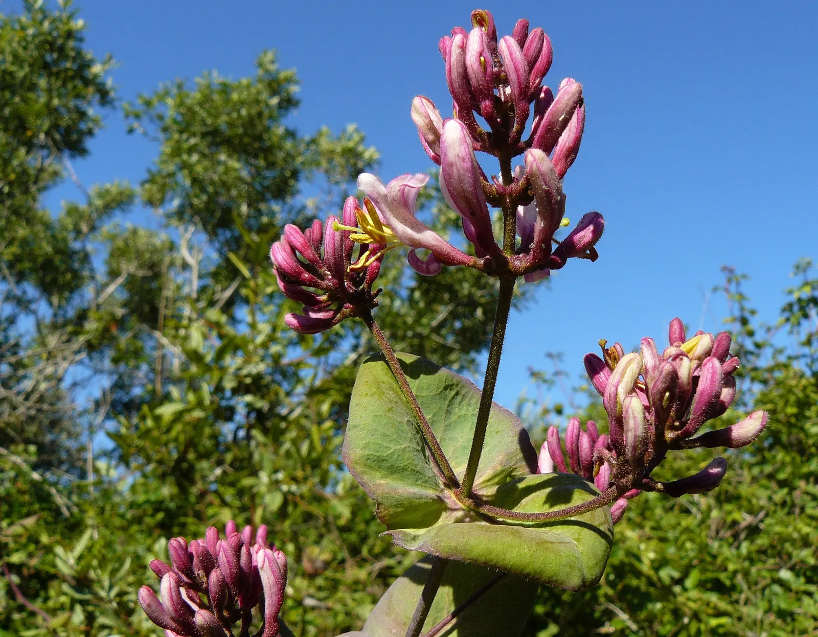 Chaparral Honeysuckle (Lonicera Subspicata) — Ideal for naturalistic landscapes and as habitat plantings in USDA zones 7-10