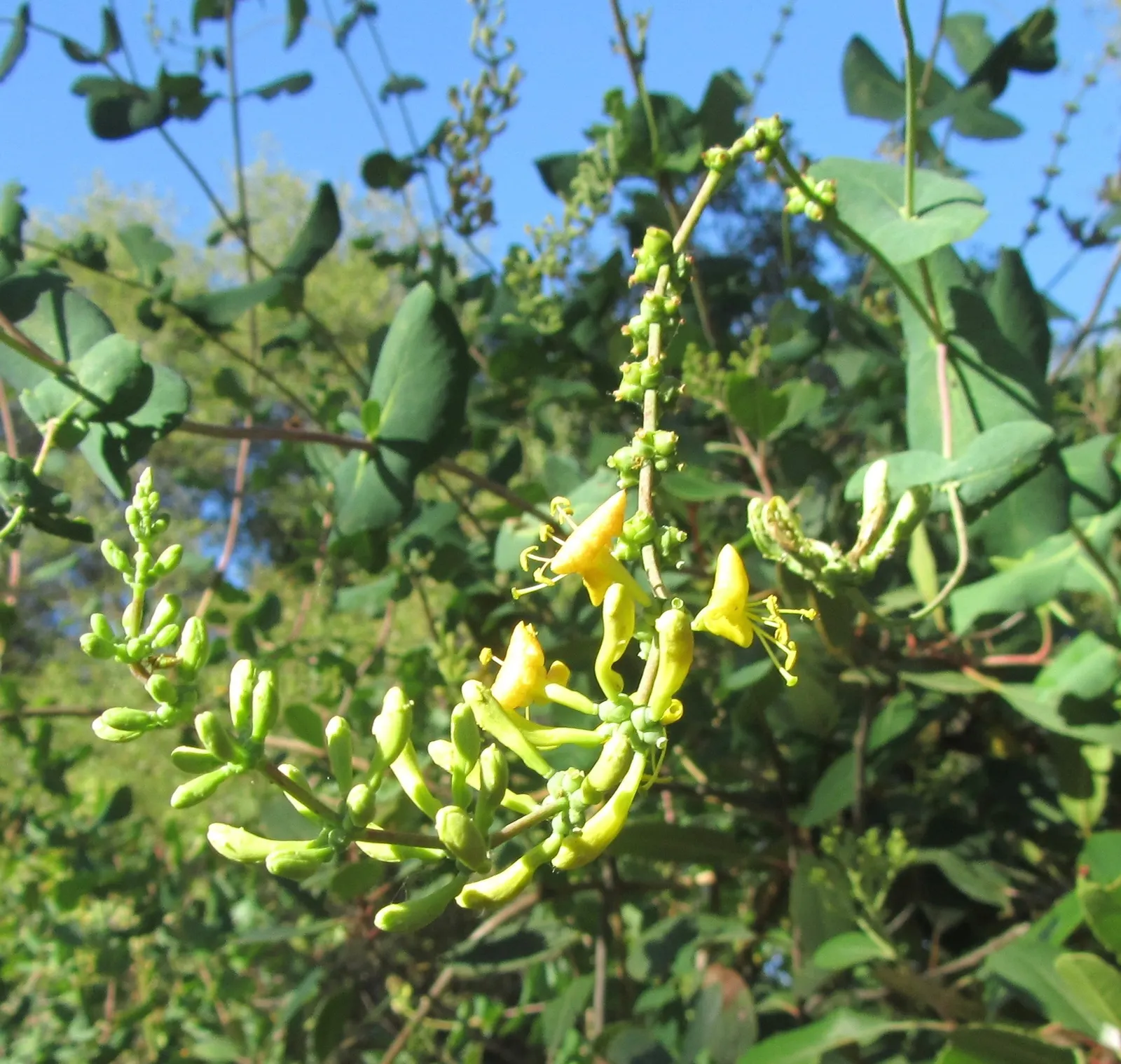 Chaparral Honeysuckle (Lonicera Subspicata) — It thrives in full sun to partial shade and prefers well-drained soils