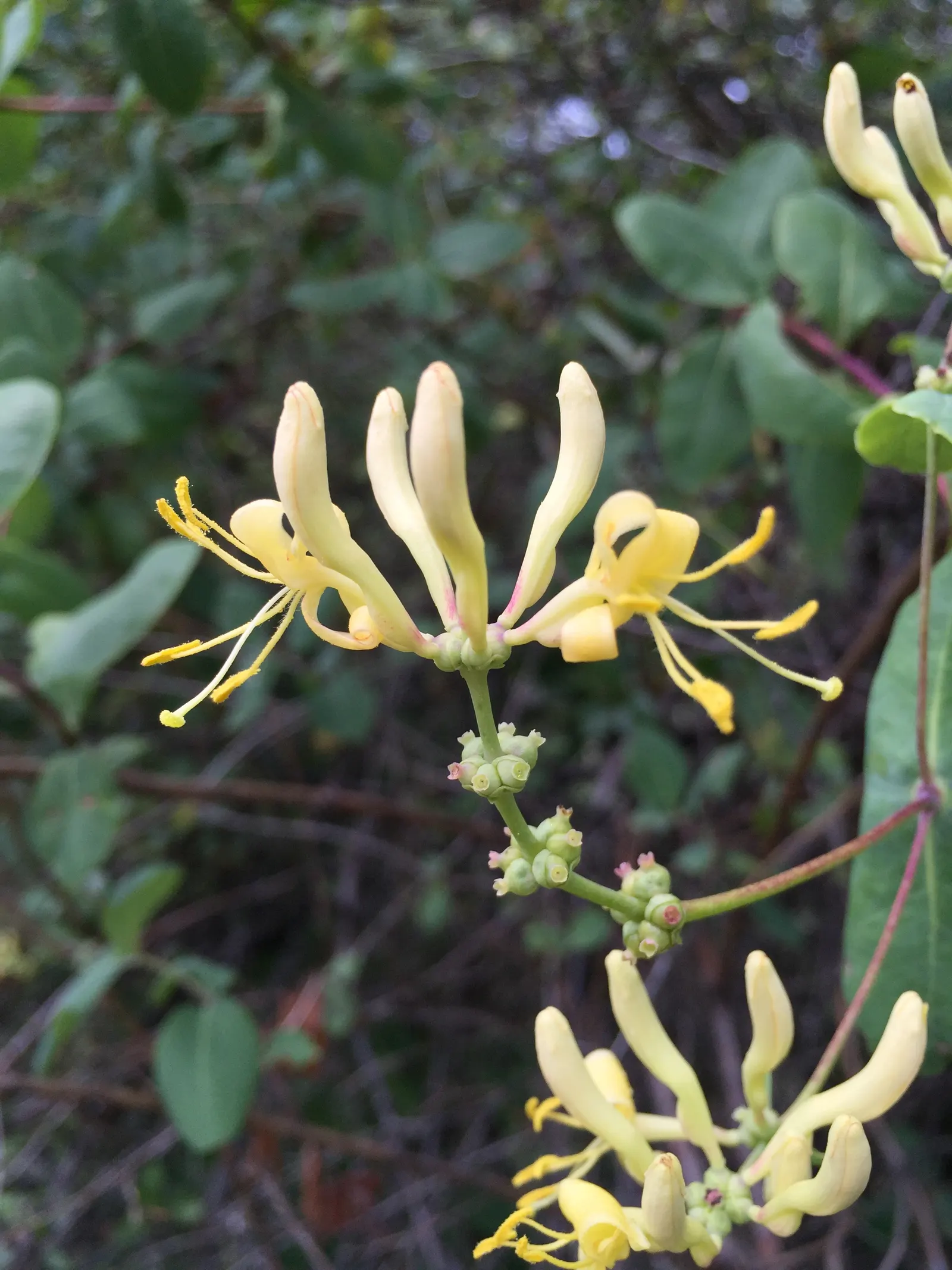 Chaparral Honeysuckle (Lonicera Subspicata) — The Chaparral Honeysuckle (Lonicera subspicata) is a durable