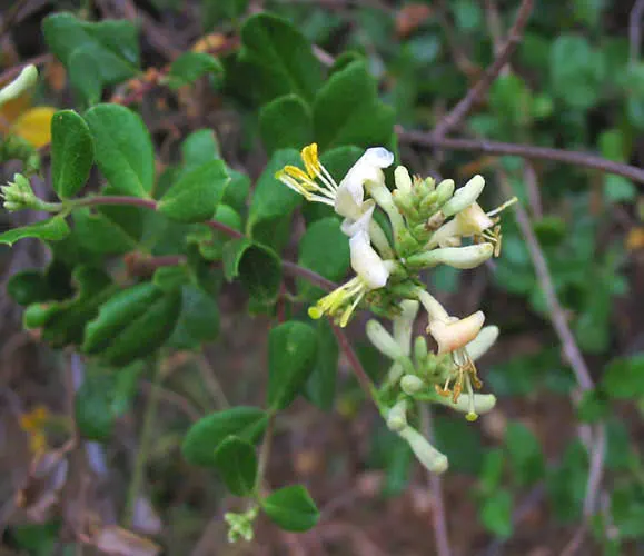 Chaparral Honeysuckle (Lonicera Subspicata) — climbing shrub native to California